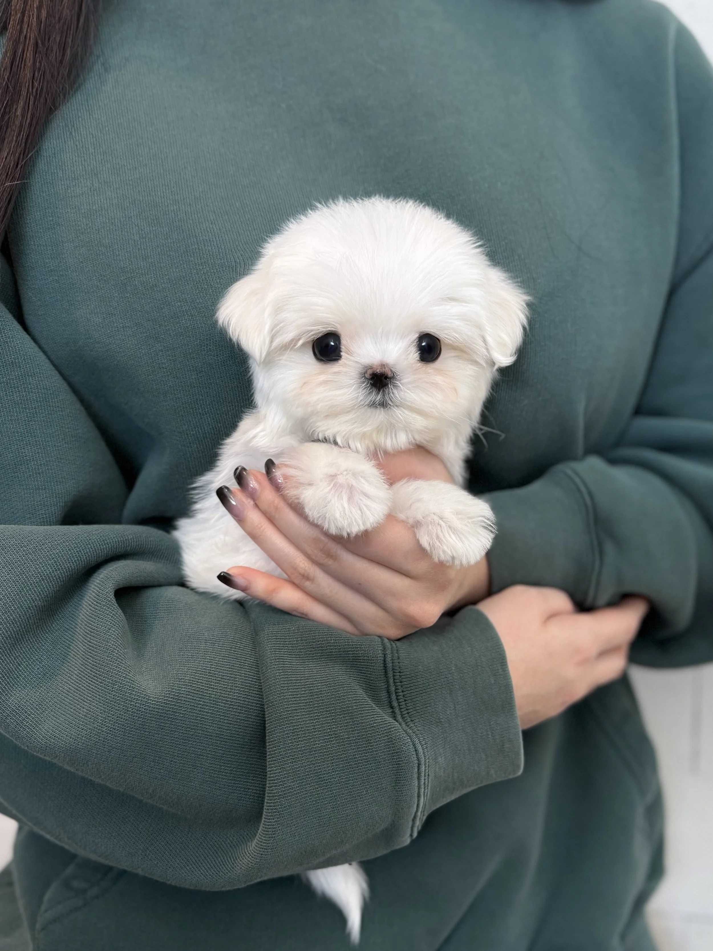Pocket Pet Teacup Dog