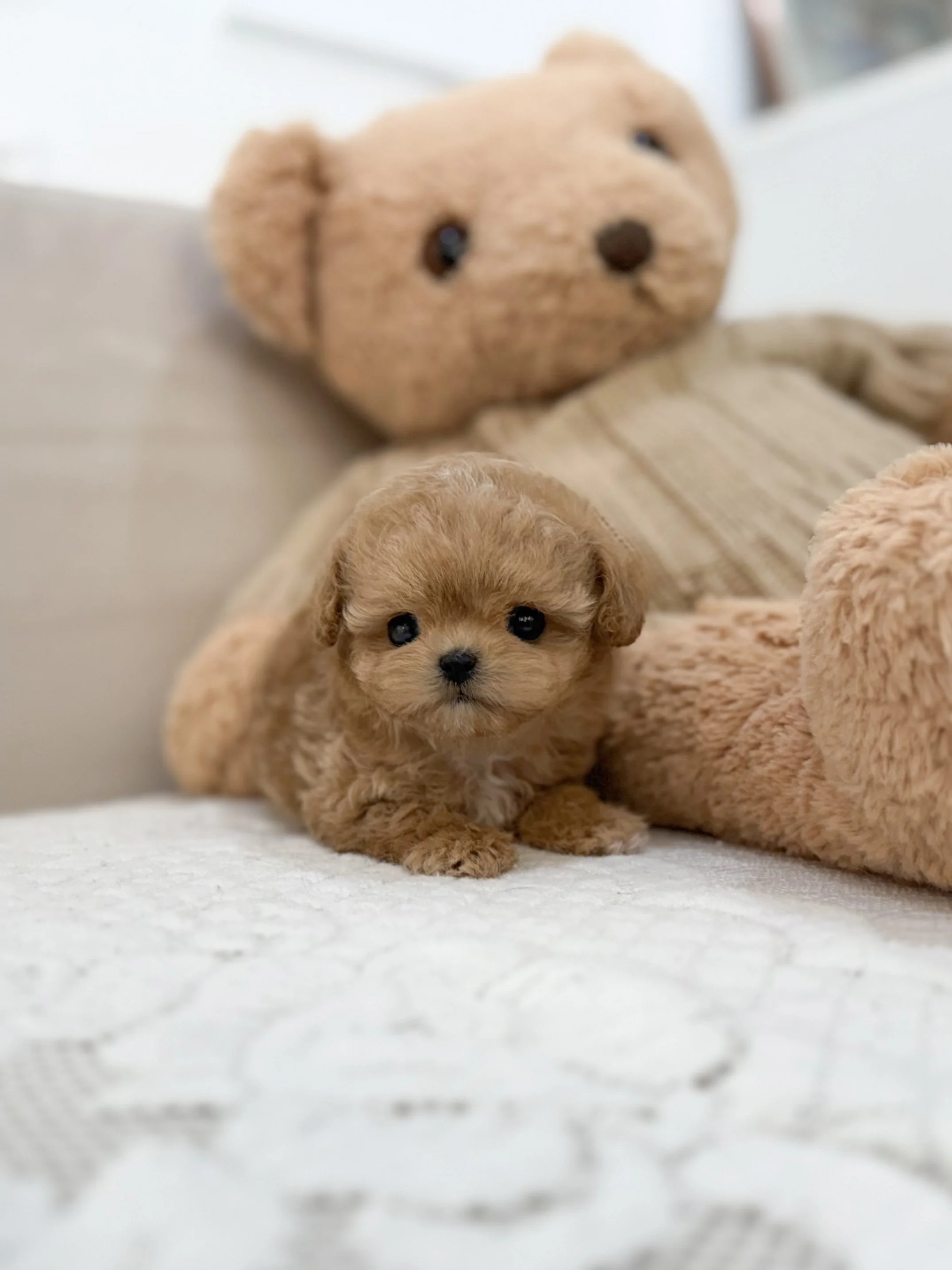 Pocket Pet Teacup Dog