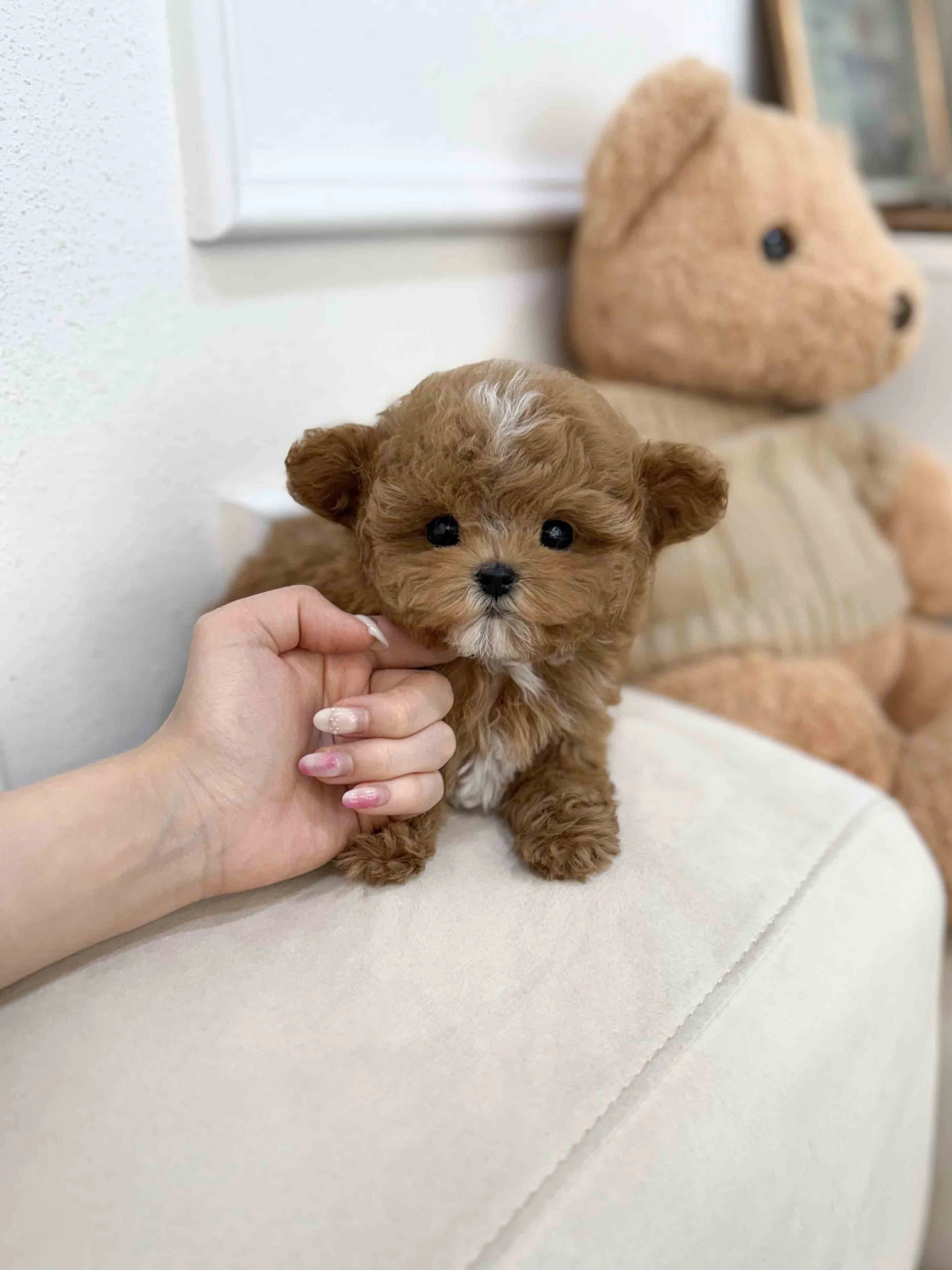 Pocket Pet Teacup Dog