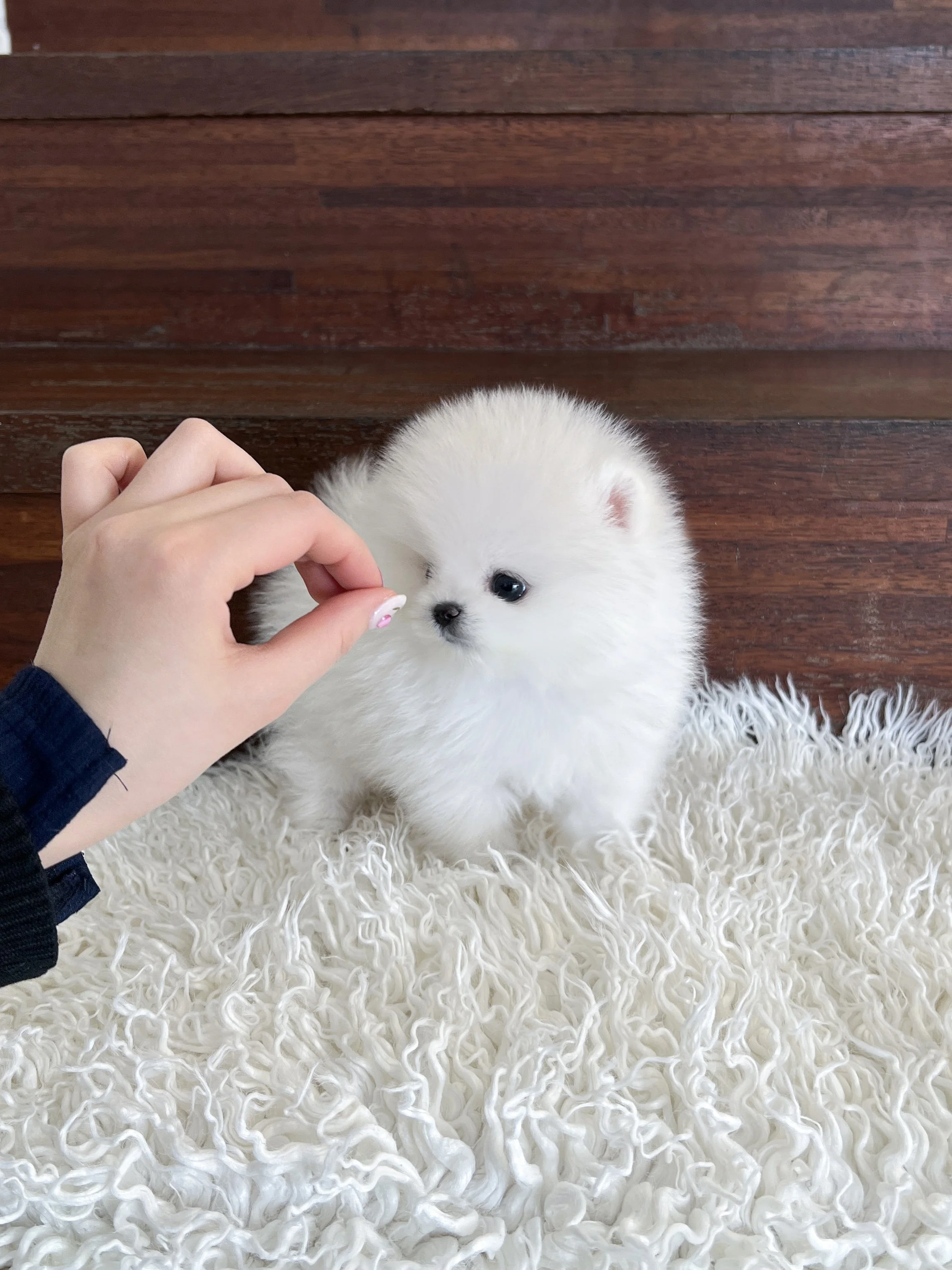 Pocket Pet Teacup Dog