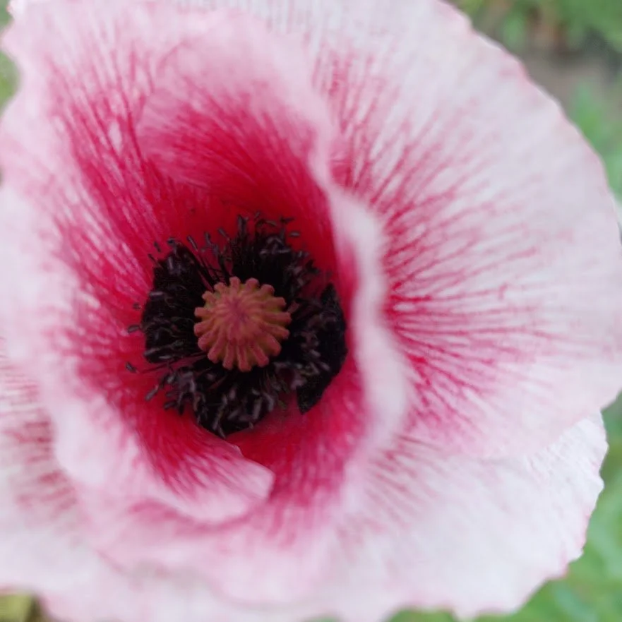 de bloem van de samenhorigheid
