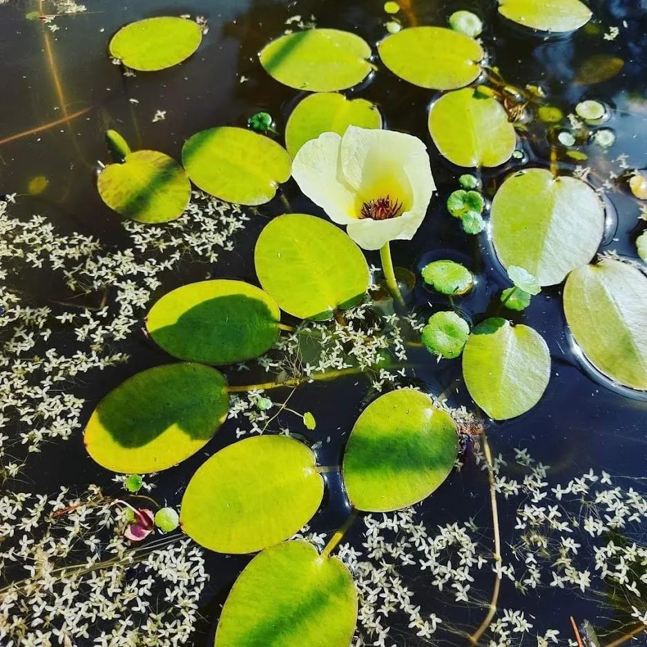 no mud, no lotus