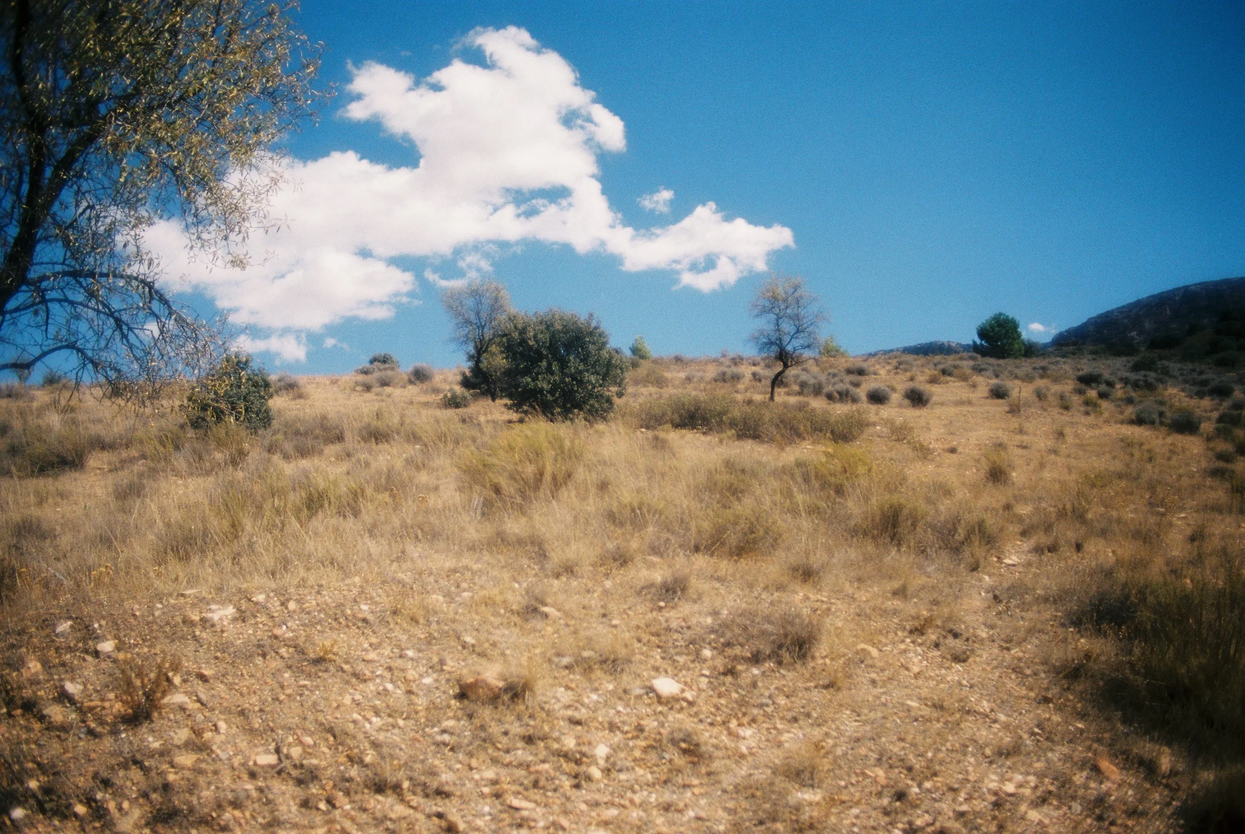 andalusia, portra400
