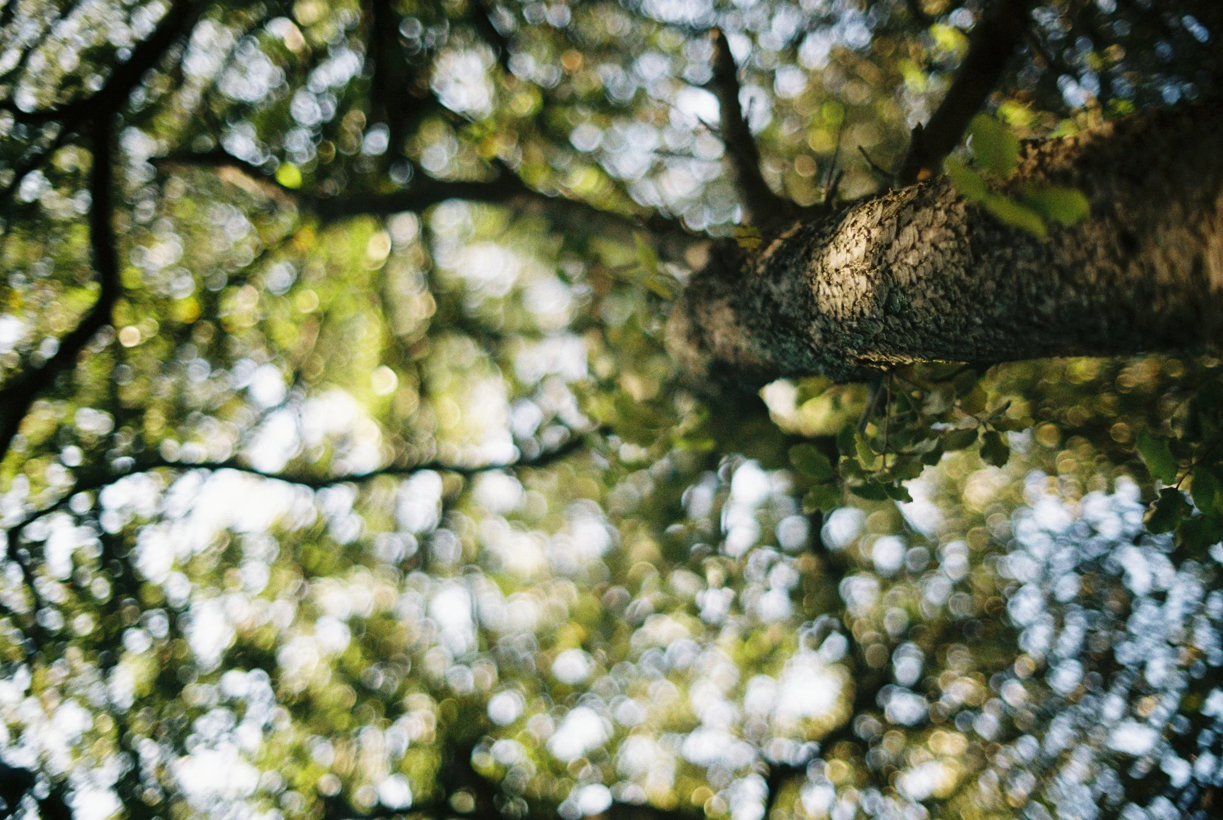 tree on acid, portra400