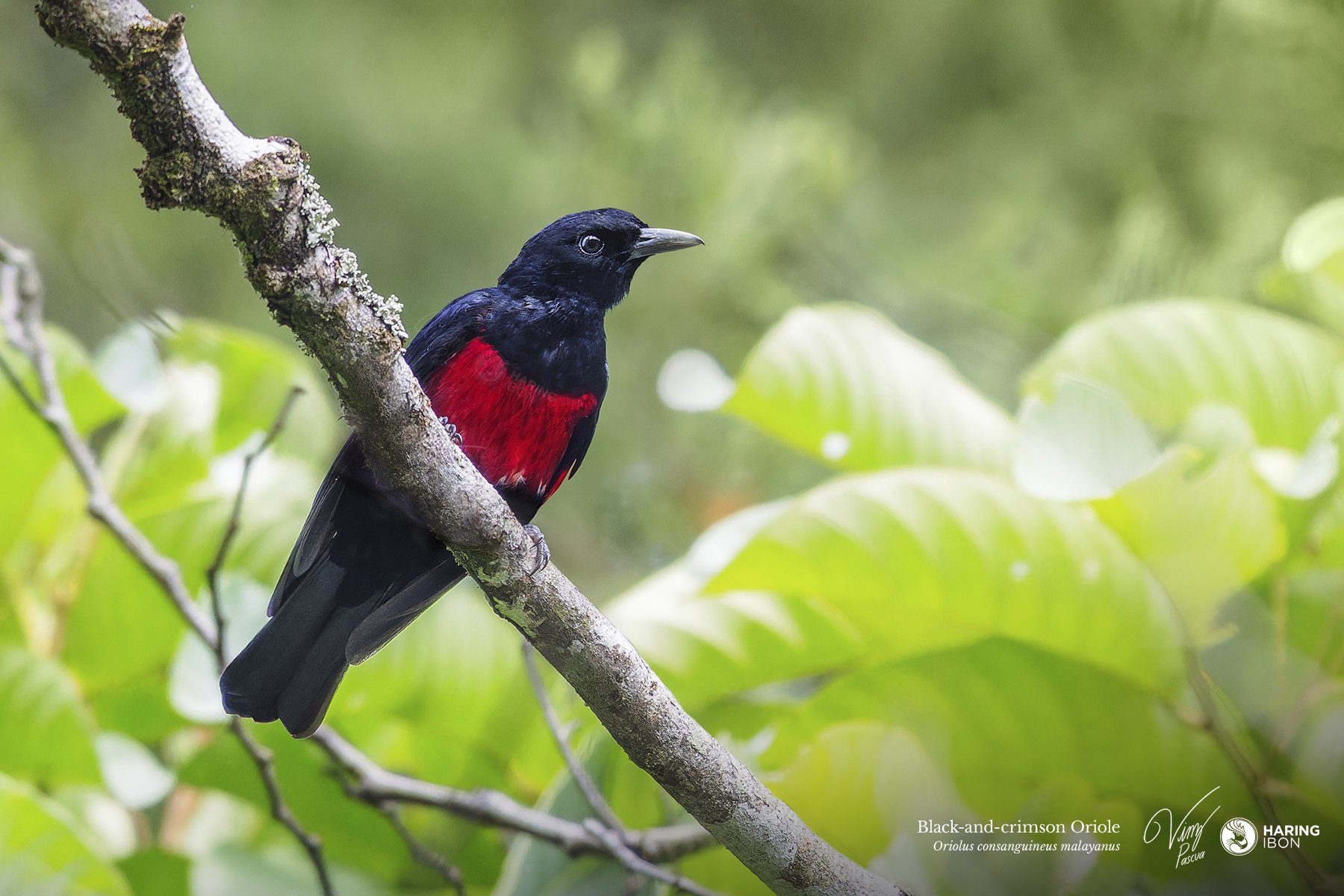Black-and-crimson Oriole