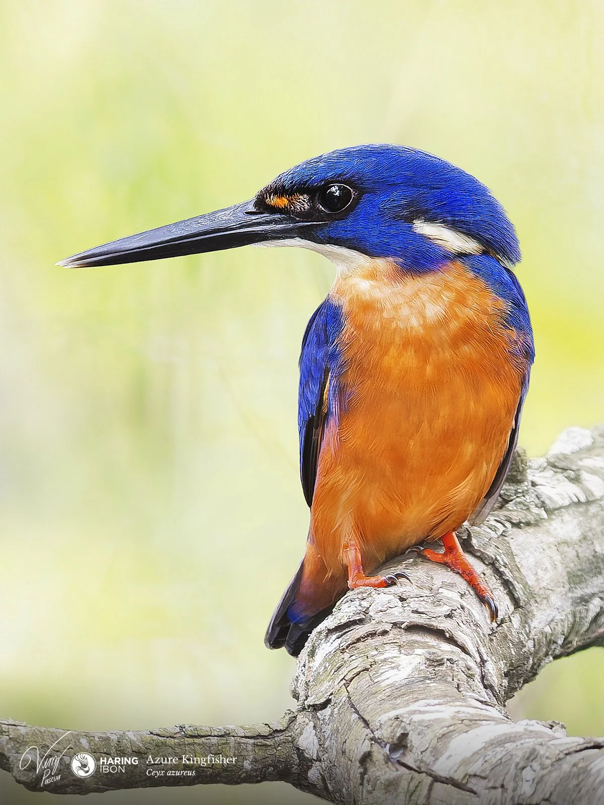 Azure Kingfisher 261007 LABELLED.jpg