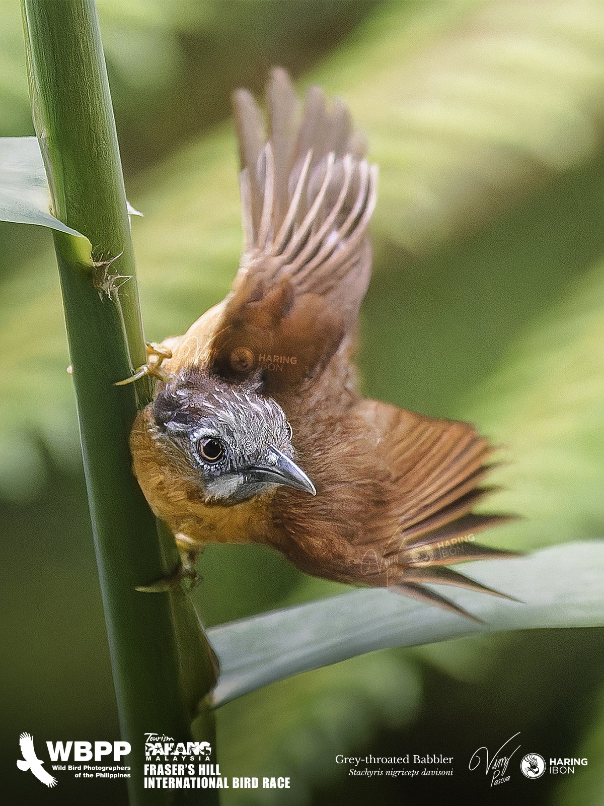 Grey-throated Babbler