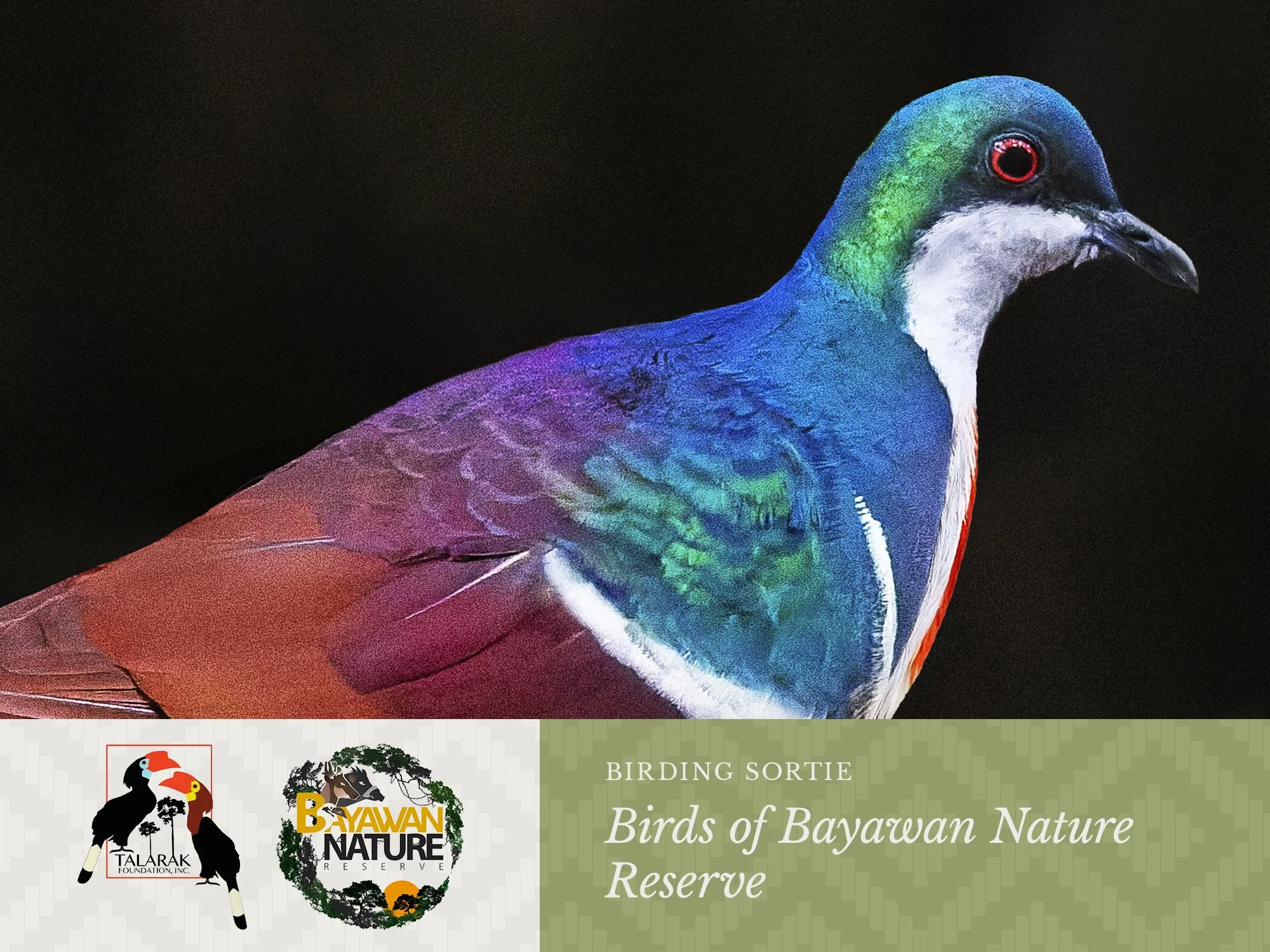 Birds of Bayawan Nature Reserve