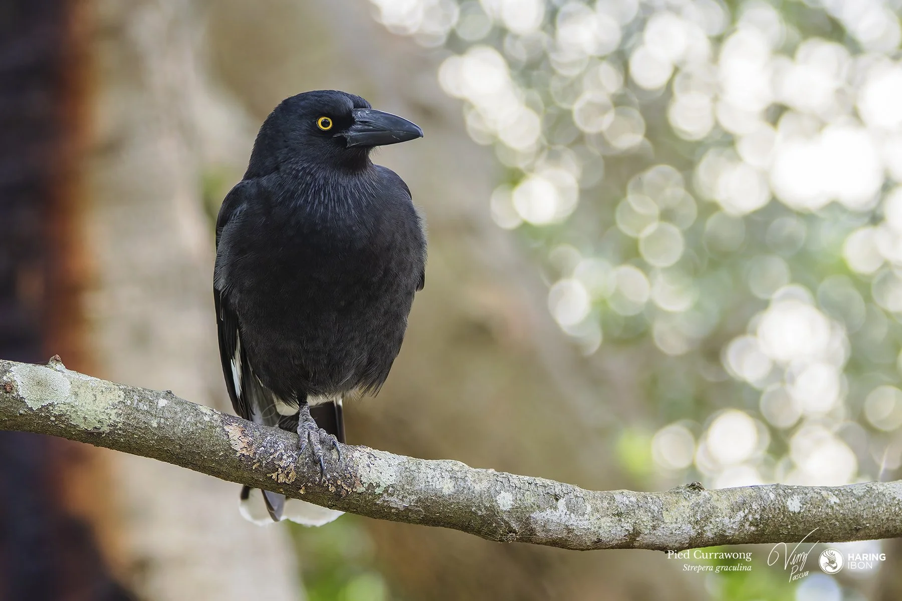 Currawong 240804 eBIRD.jpg