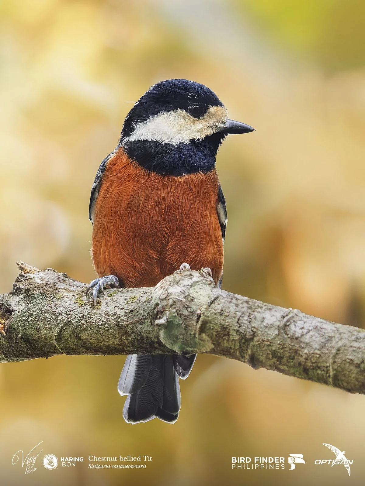 Chestnut-bellied Tit 250919 3x4 LABELLED.jpg