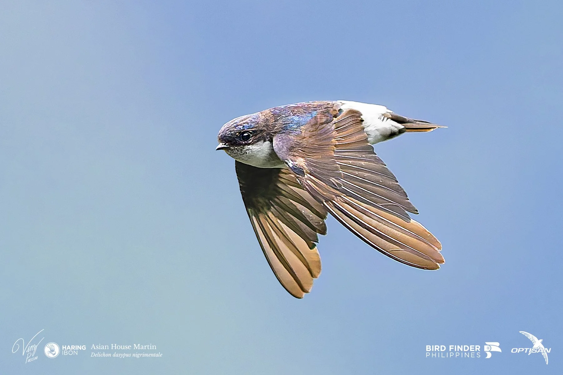 Asian House Martin 250919 2 3x2 LABELLED.jpg