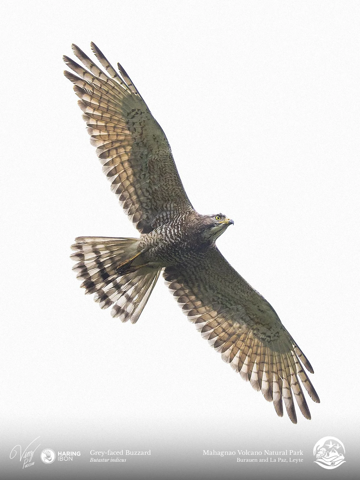 Grey-faced Buzzard 260202 3x4.jpg