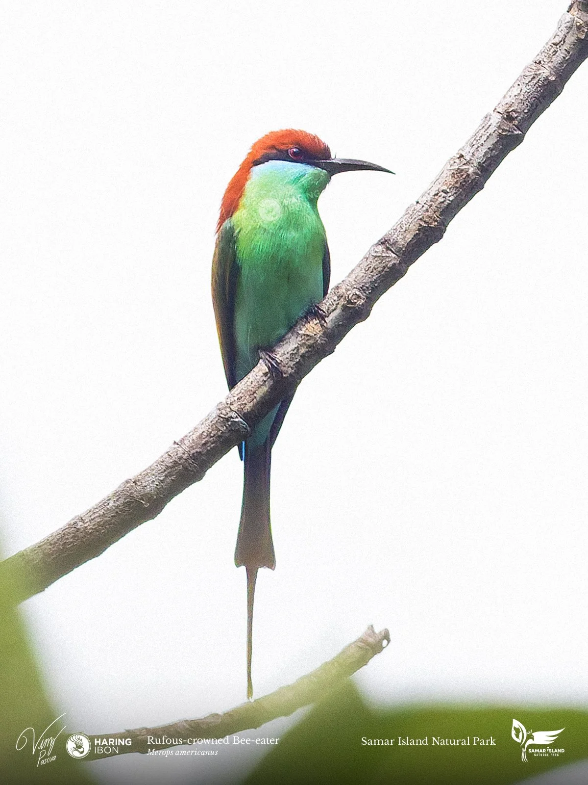 Rufous-crowned Bee-eater 260204 3x4 1200px.jpg