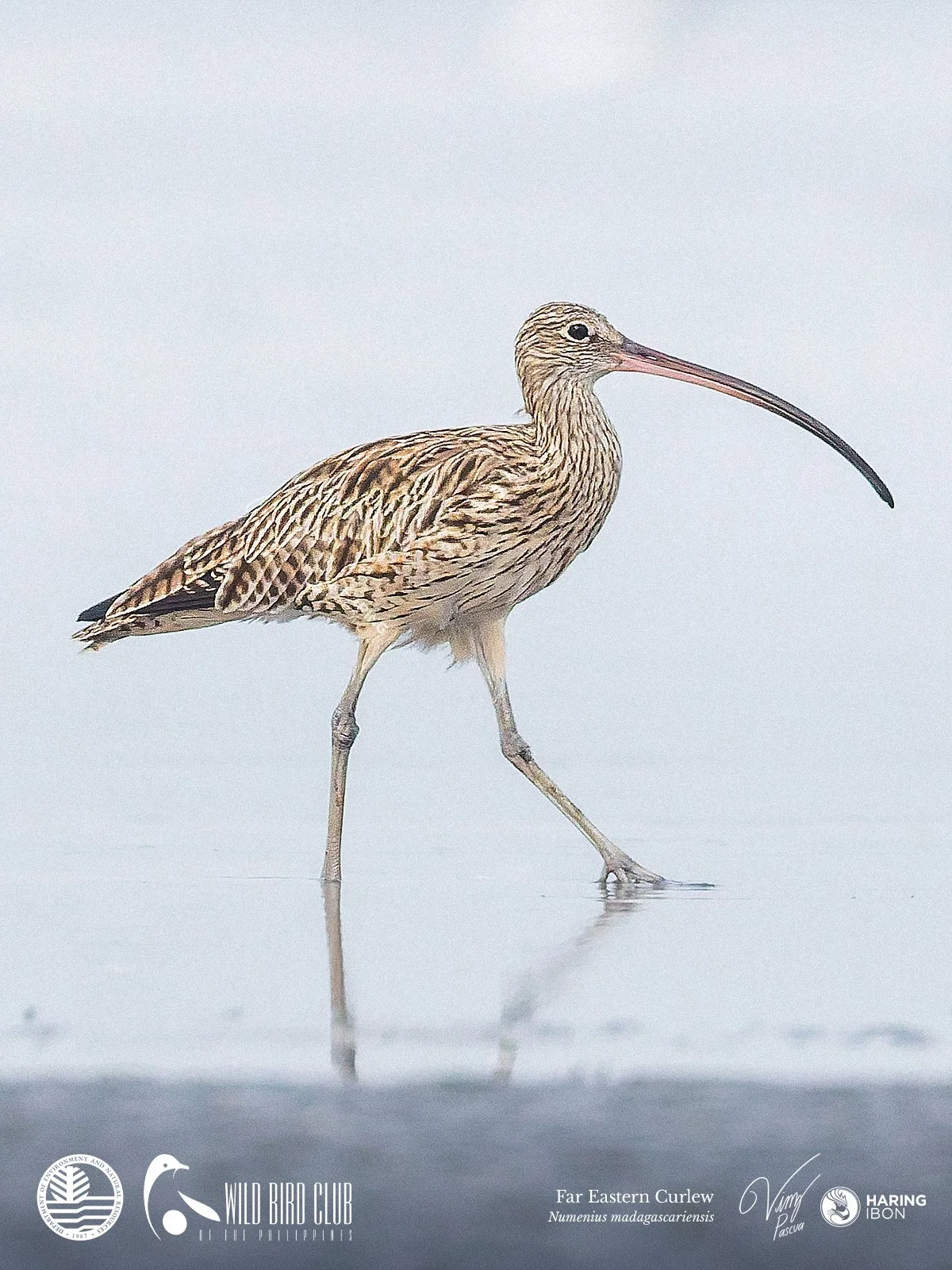 Far Eastern Curlew 260119 1200px.jpg