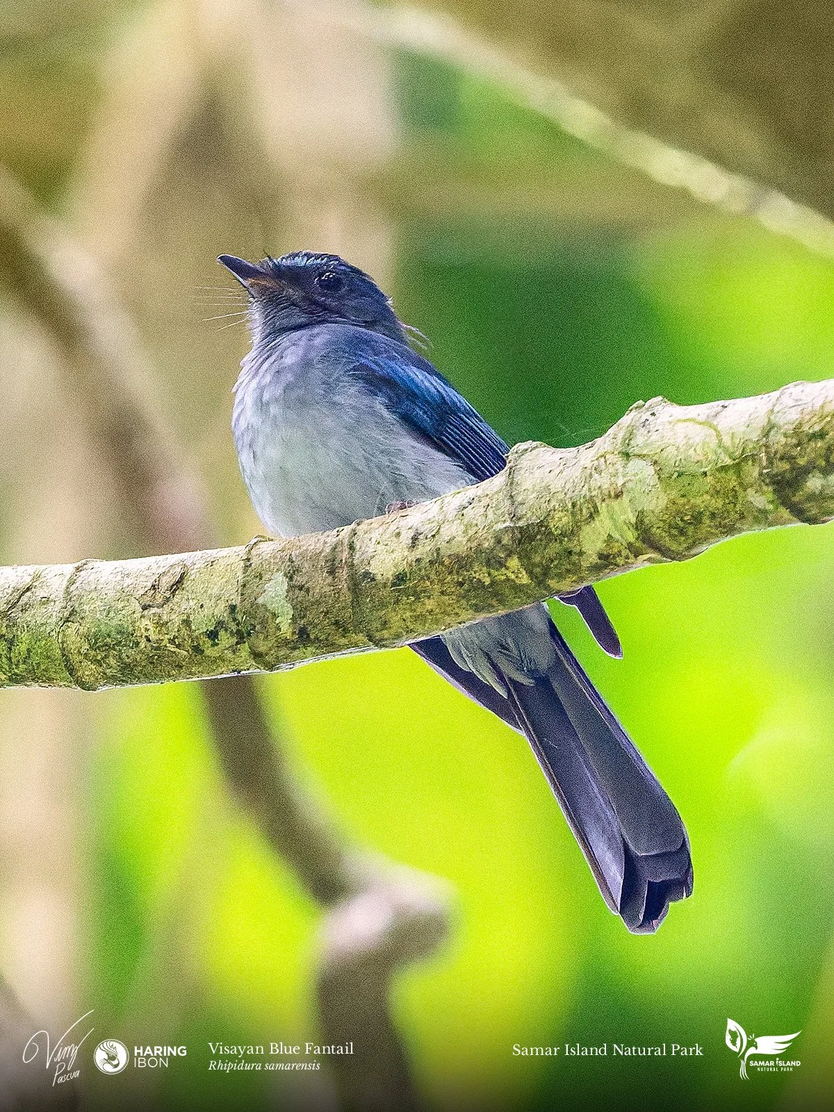 Visayan Blue Fantail 260204 3x4 1200px.jpg