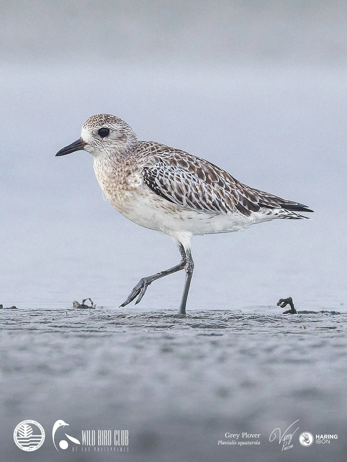 Grey Plover 260119 1200px.jpg