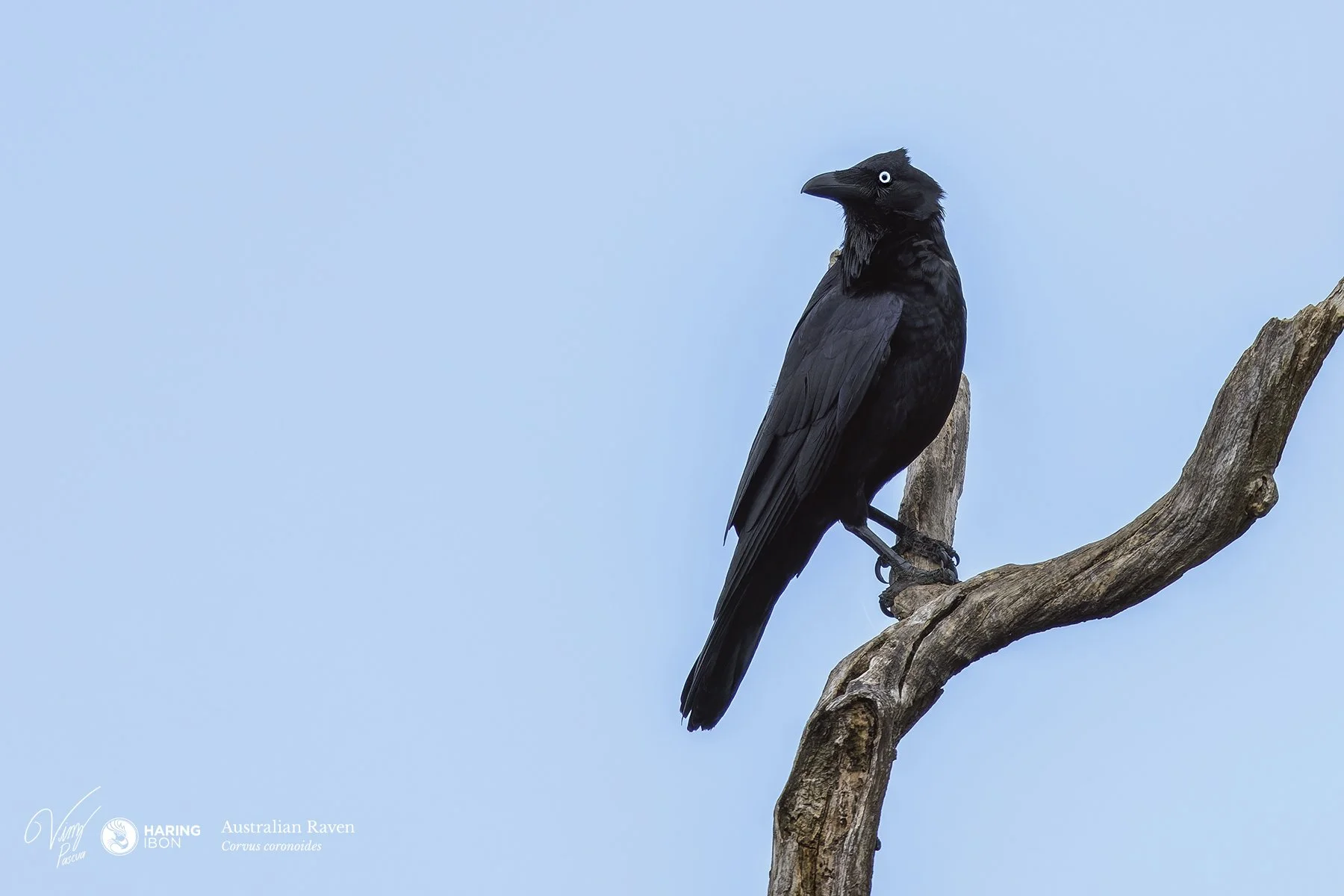Asutralian Raven 220910 eBIRD.jpg