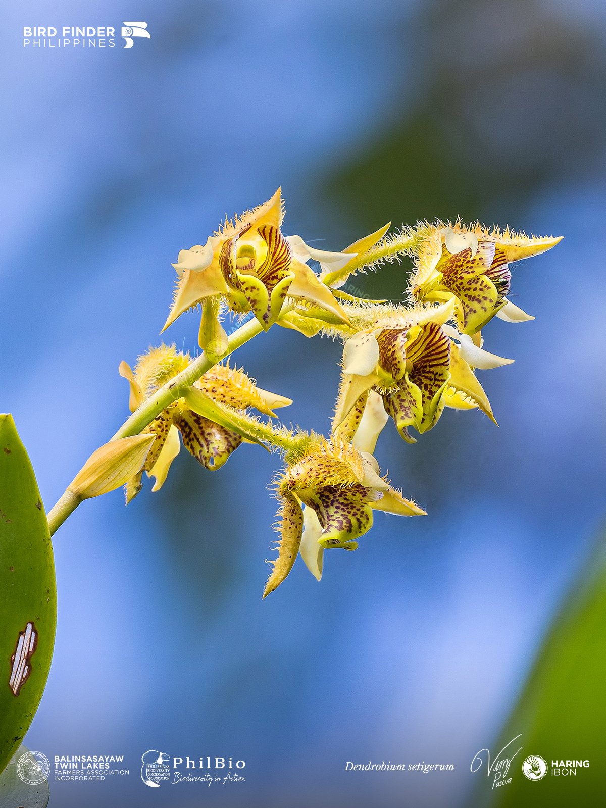 Dendrobium setigerum 251127 1200px.jpg