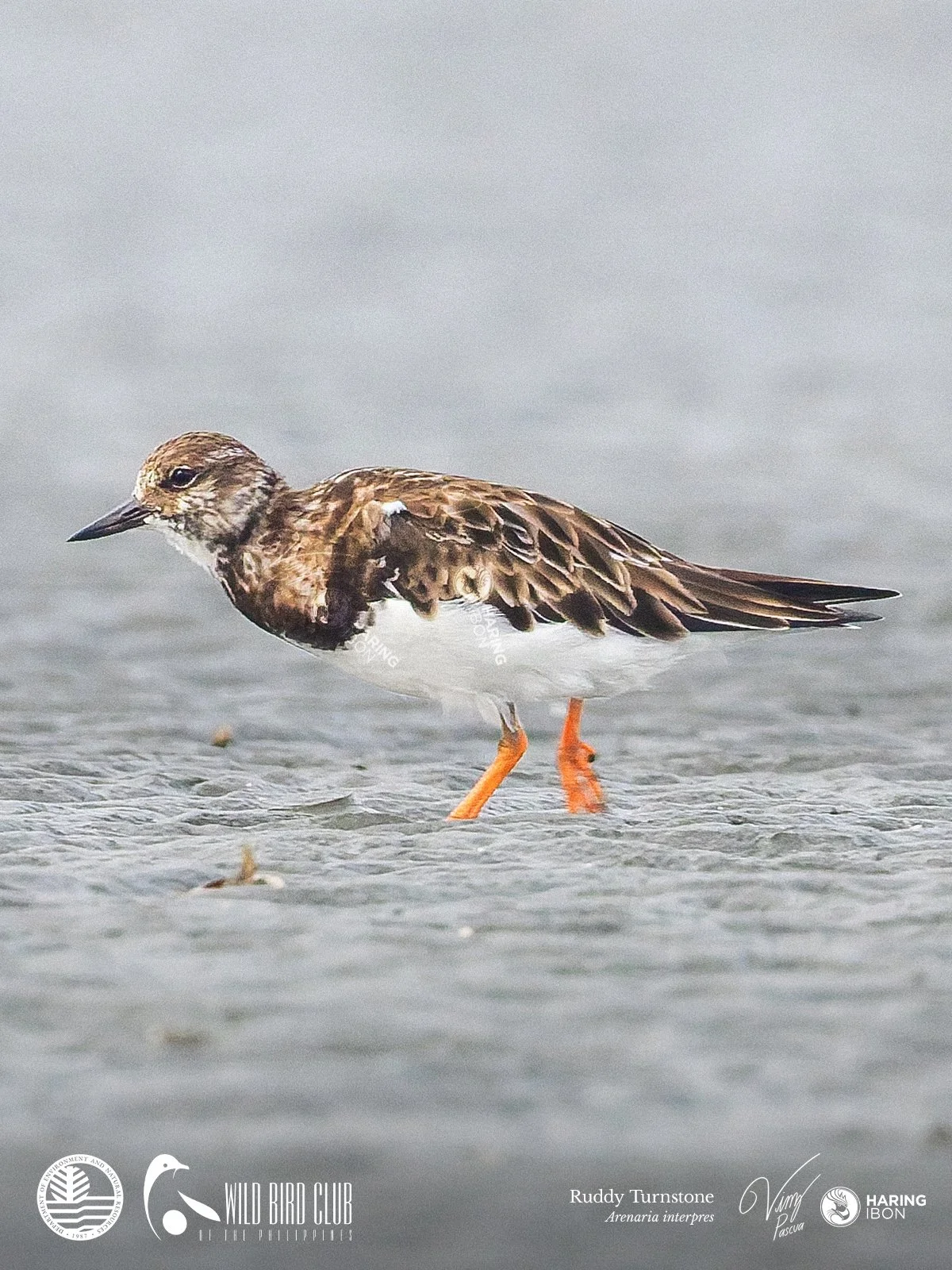 Ruddy Turnstone 260119 1200px.jpg