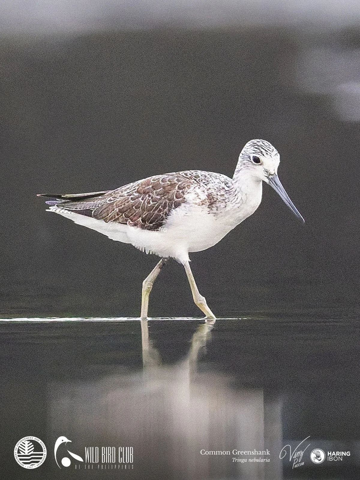 Common Greenshank 260119 1200px.jpg