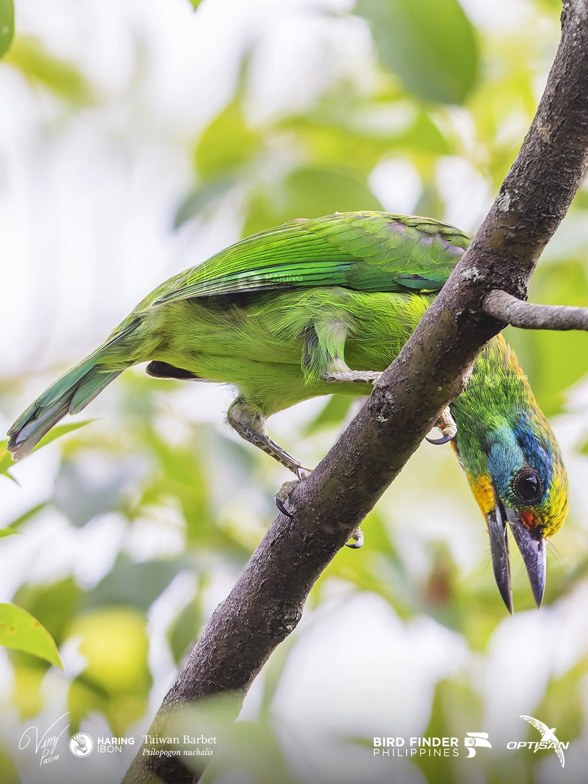 Taiwan Barbet 250918 3x4 LABELLED.jpg