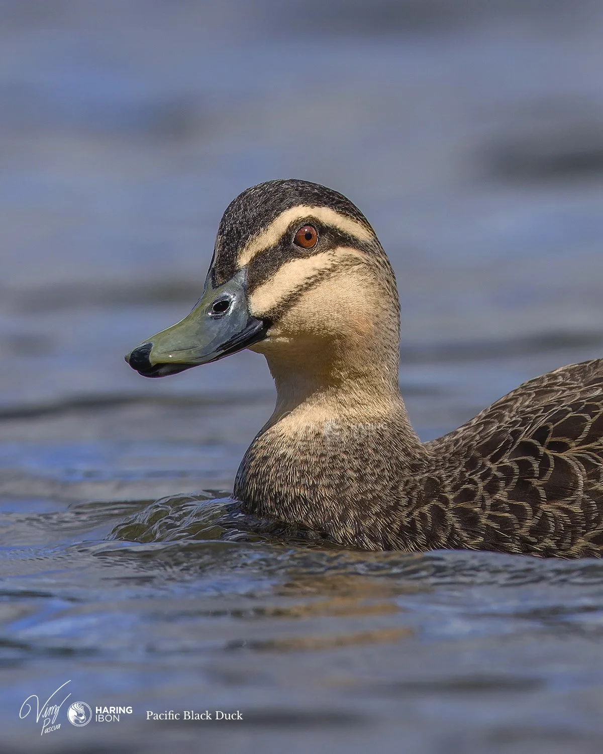 Pacific Black Duck 220910 copy.jpg
