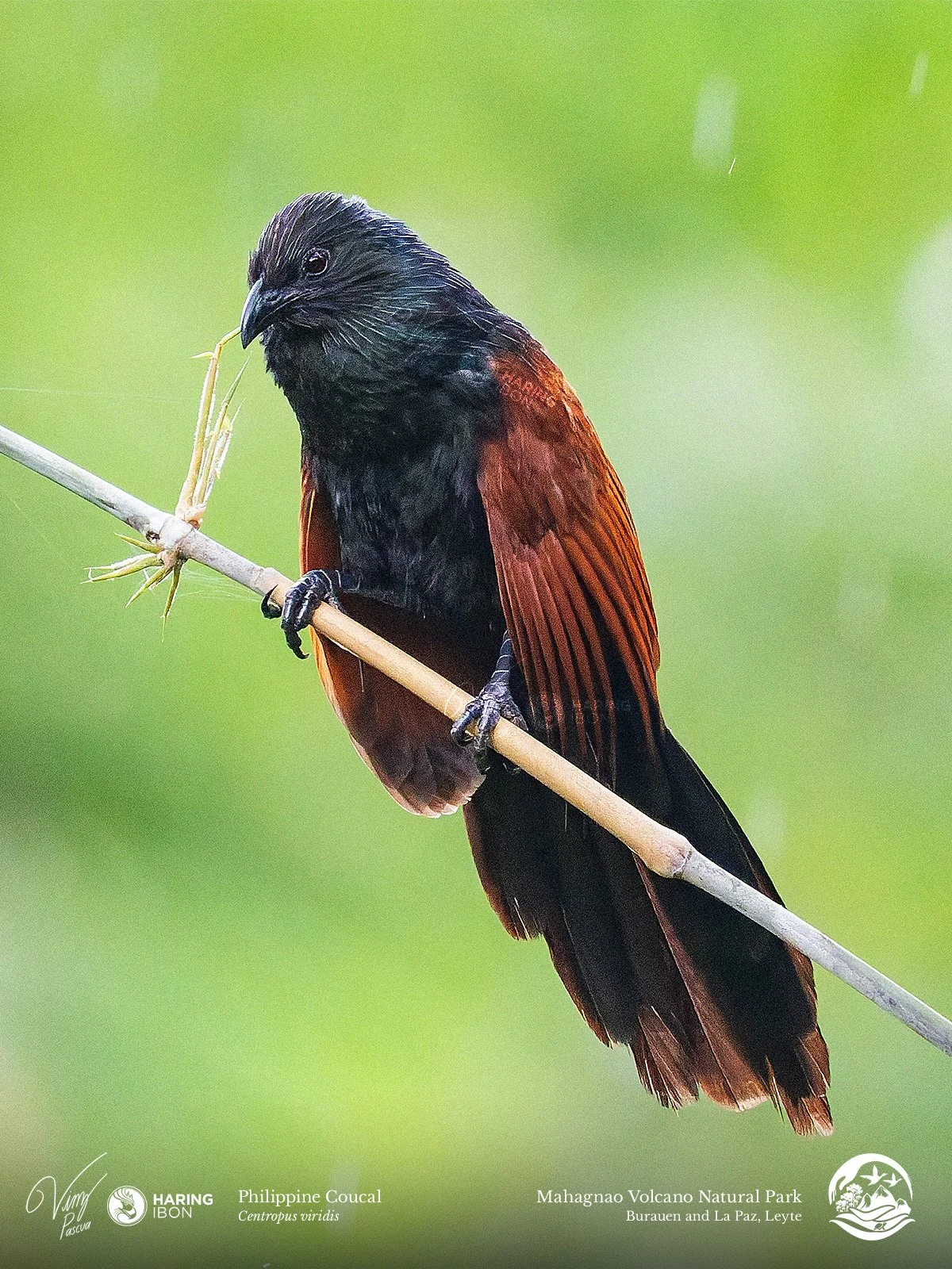 Philippine Coucal 260203 3x4.jpg