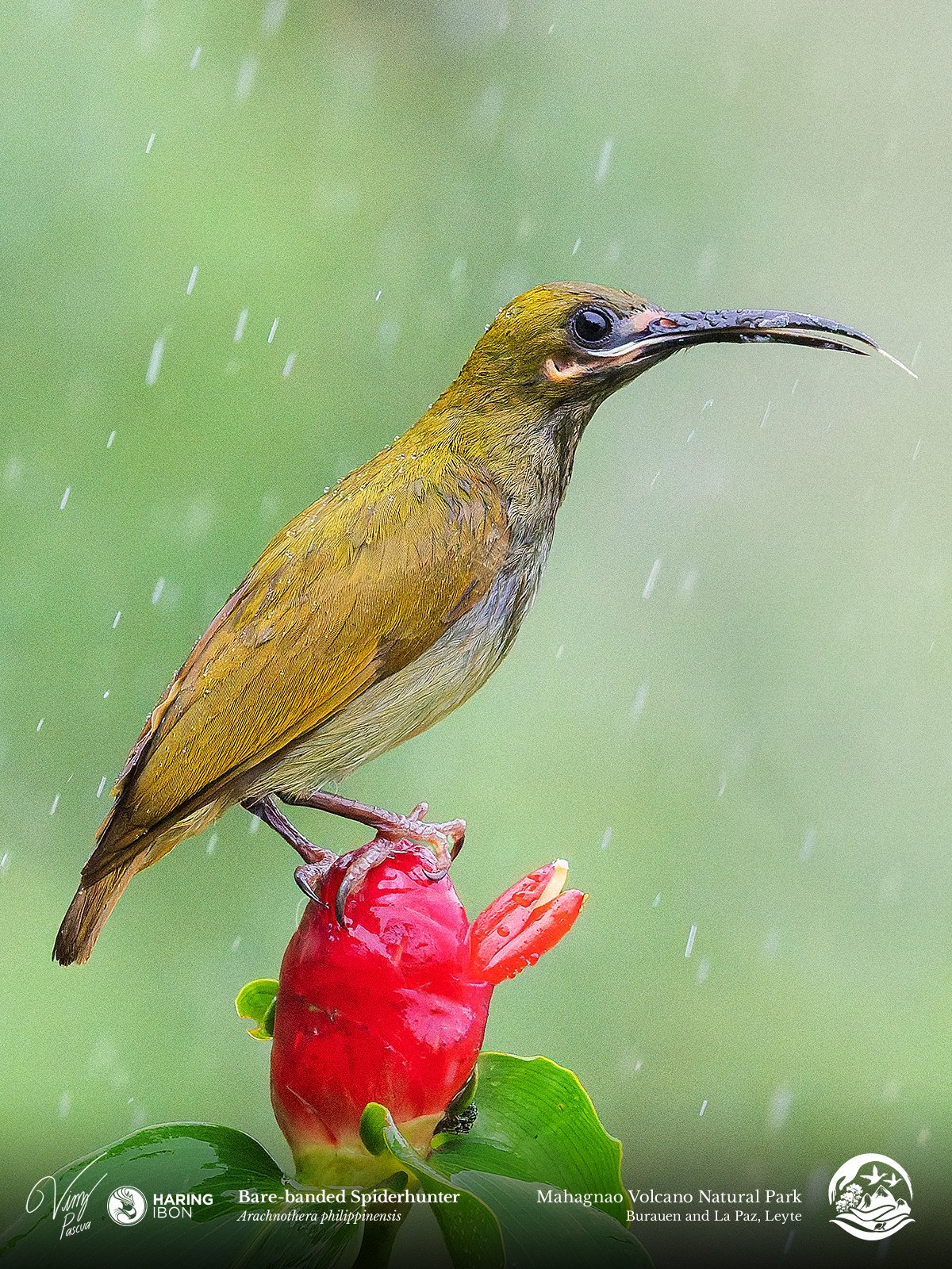 Bare-banded Spiderhunter 230202 3x4.jpg