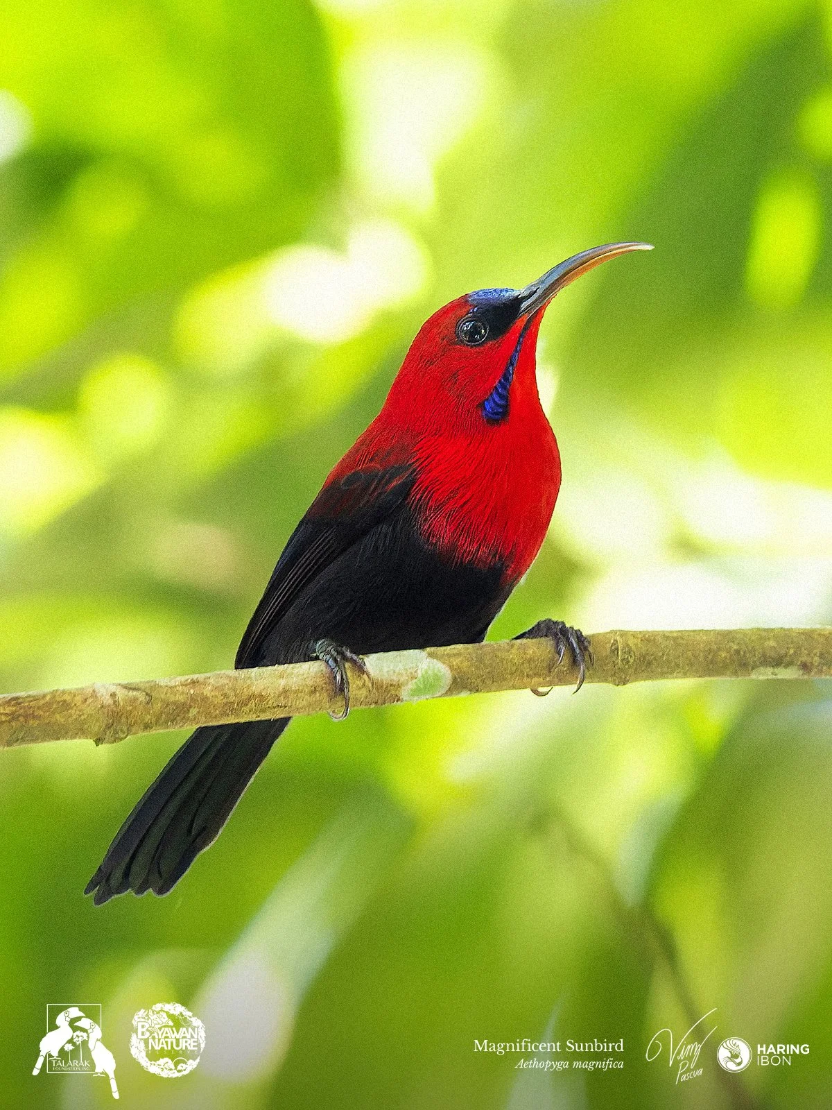 Magnificent Sunbird 260421 1200px.jpg