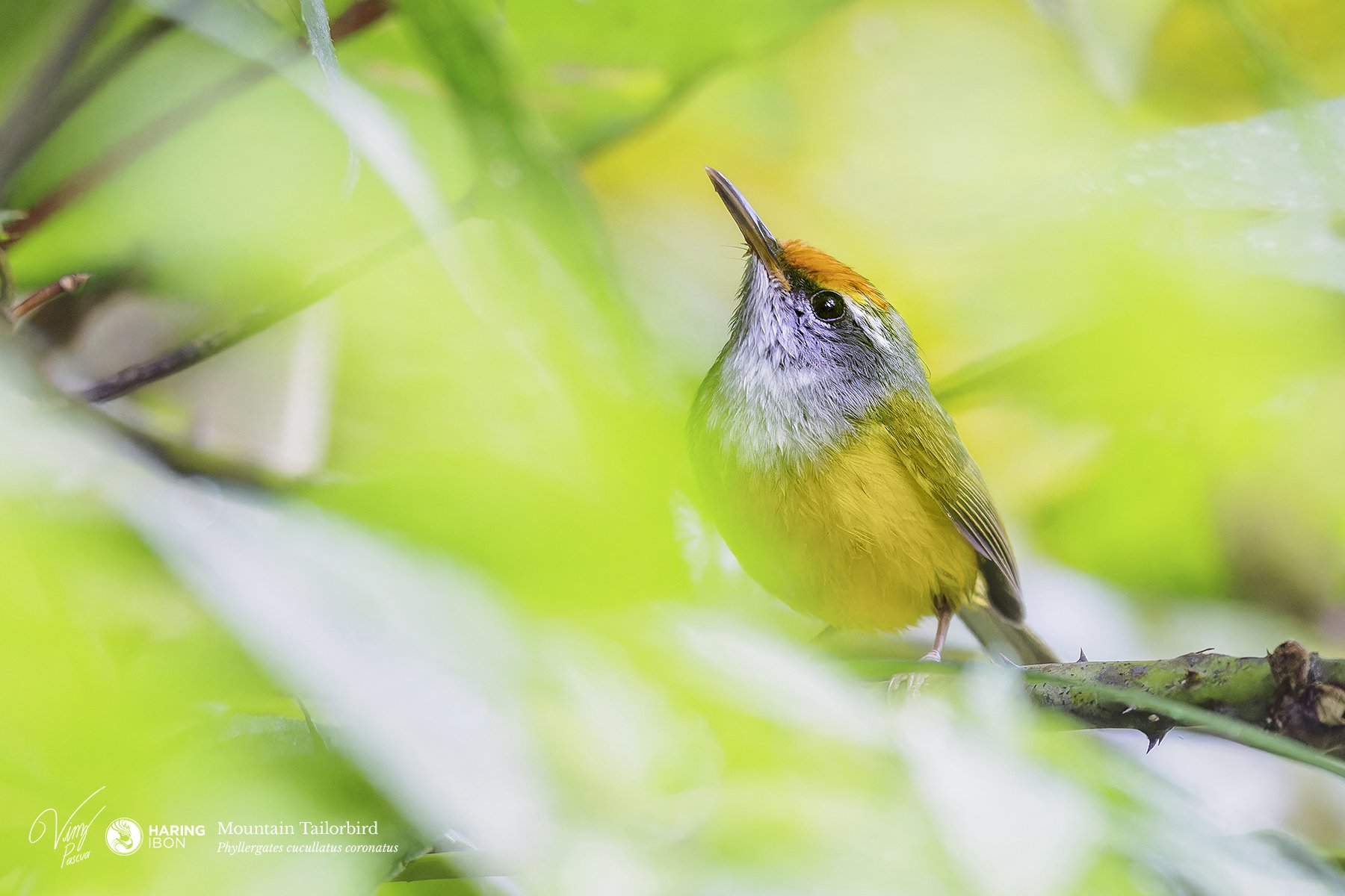 Mountain Tailorbird
