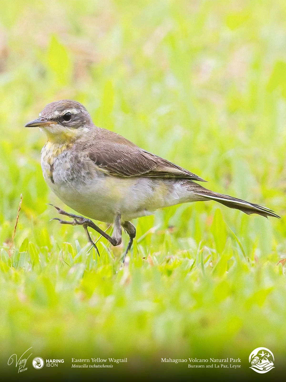 Eastern Yellow Wagtail 260202 3x4.jpg
