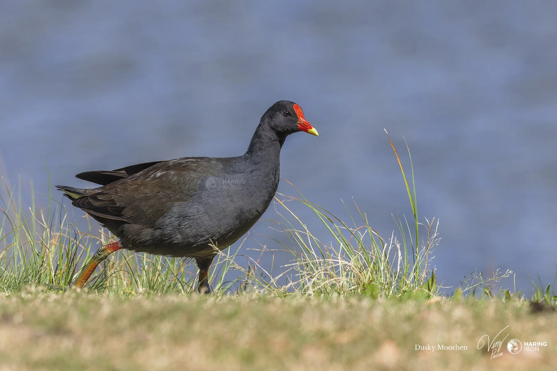 Dusky Moorhen 220910 copy.jpg