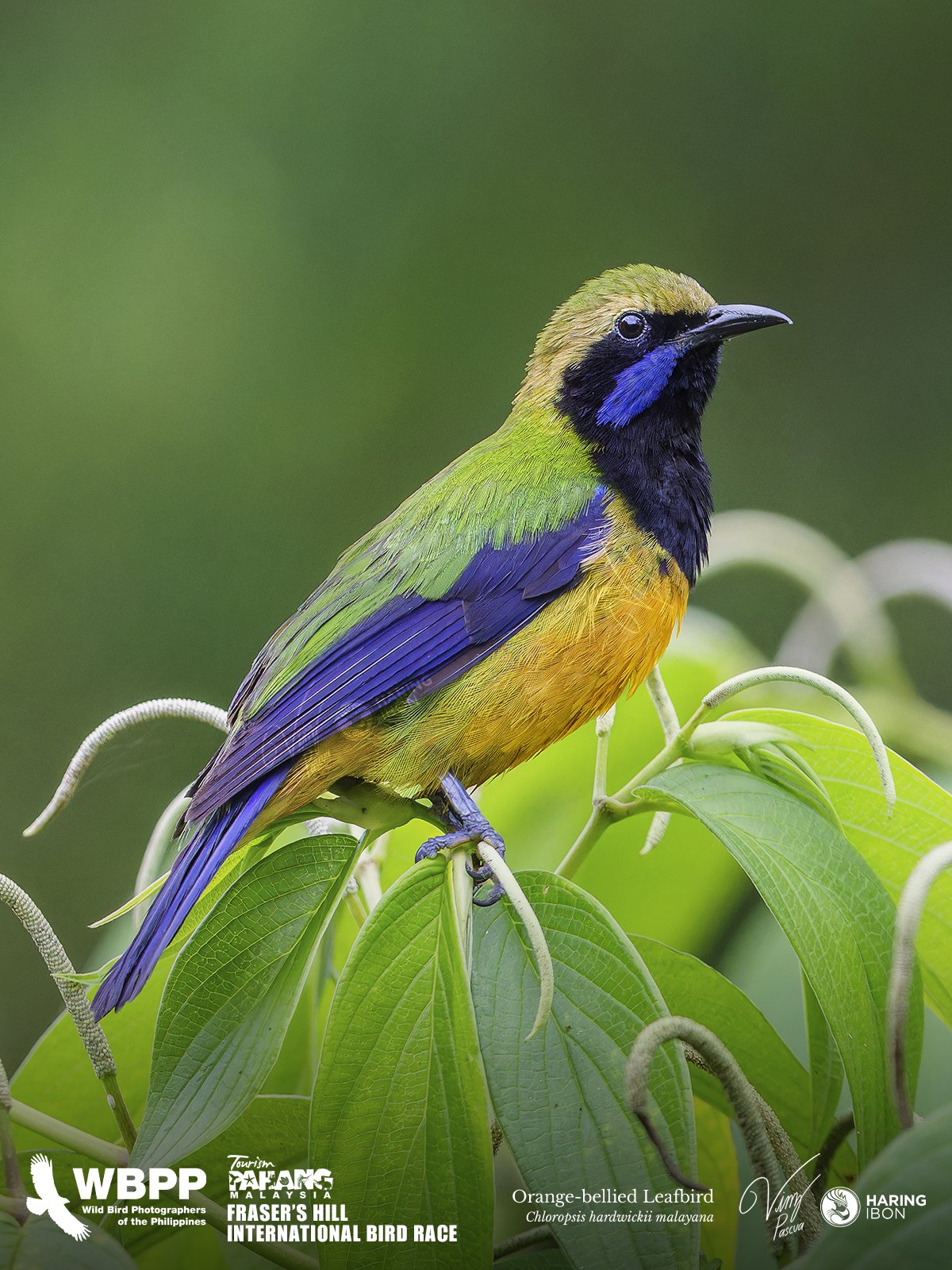 Orange-bellied Leafbird