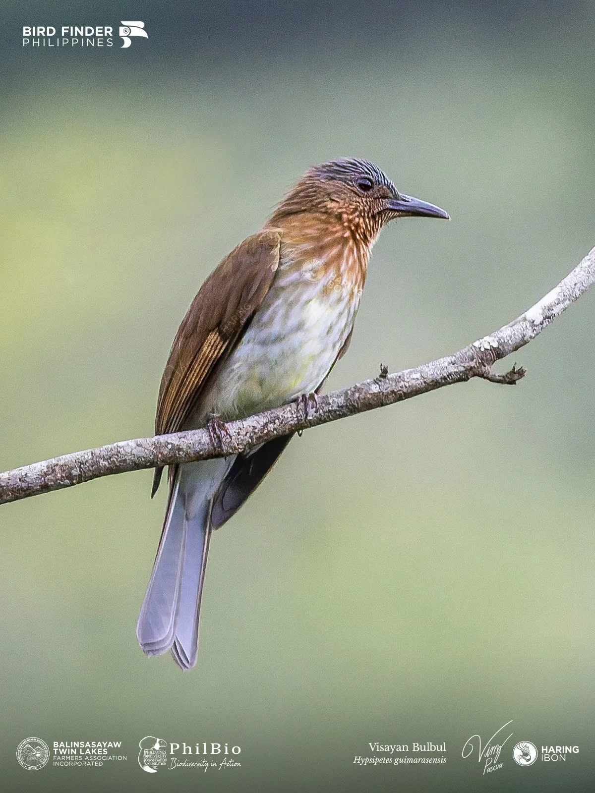 Visayan Bulbul 251127 1200px.jpg