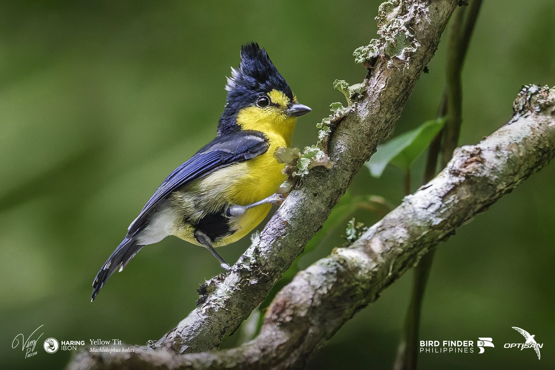 Yellow Tit 250919 3x2 LABELLED.jpg