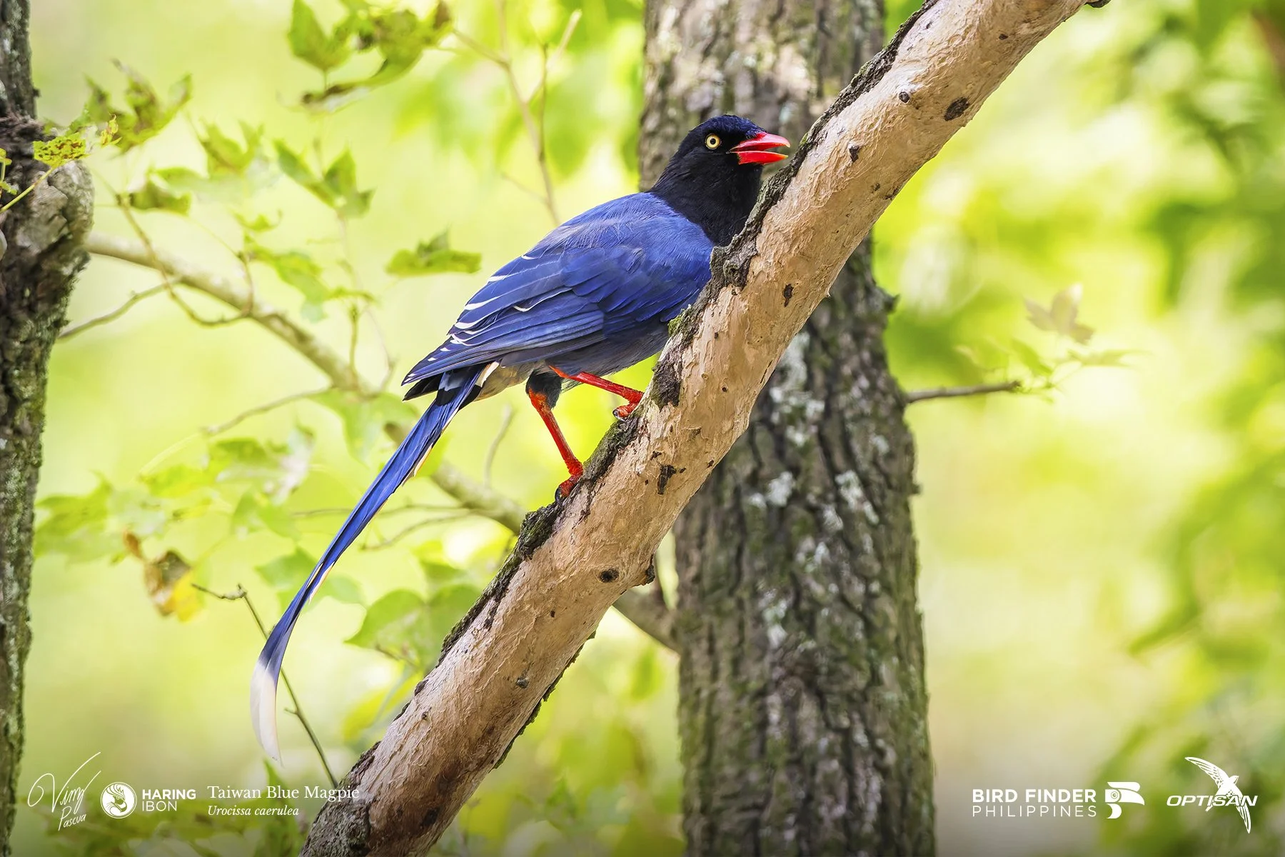 Taiwan Blue Magpie 250918 3x2 LABELLED.jpg