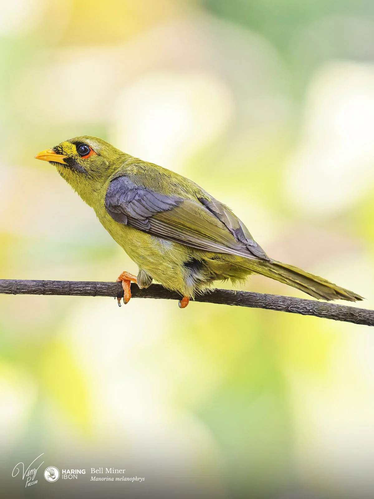 Bell Miner 251005 LABELLED.jpg