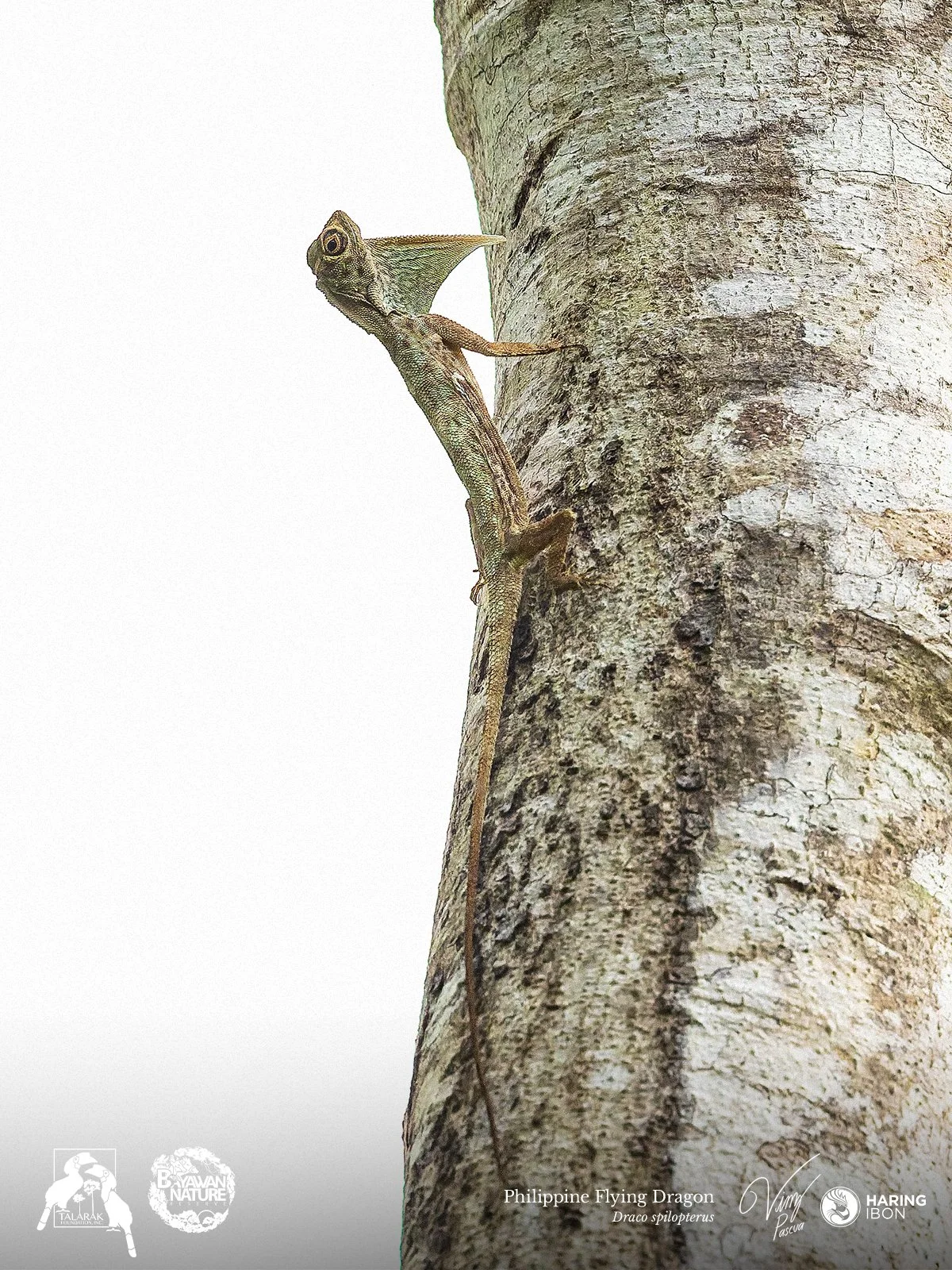 Draco spilopterus 260421 1200px.jpg