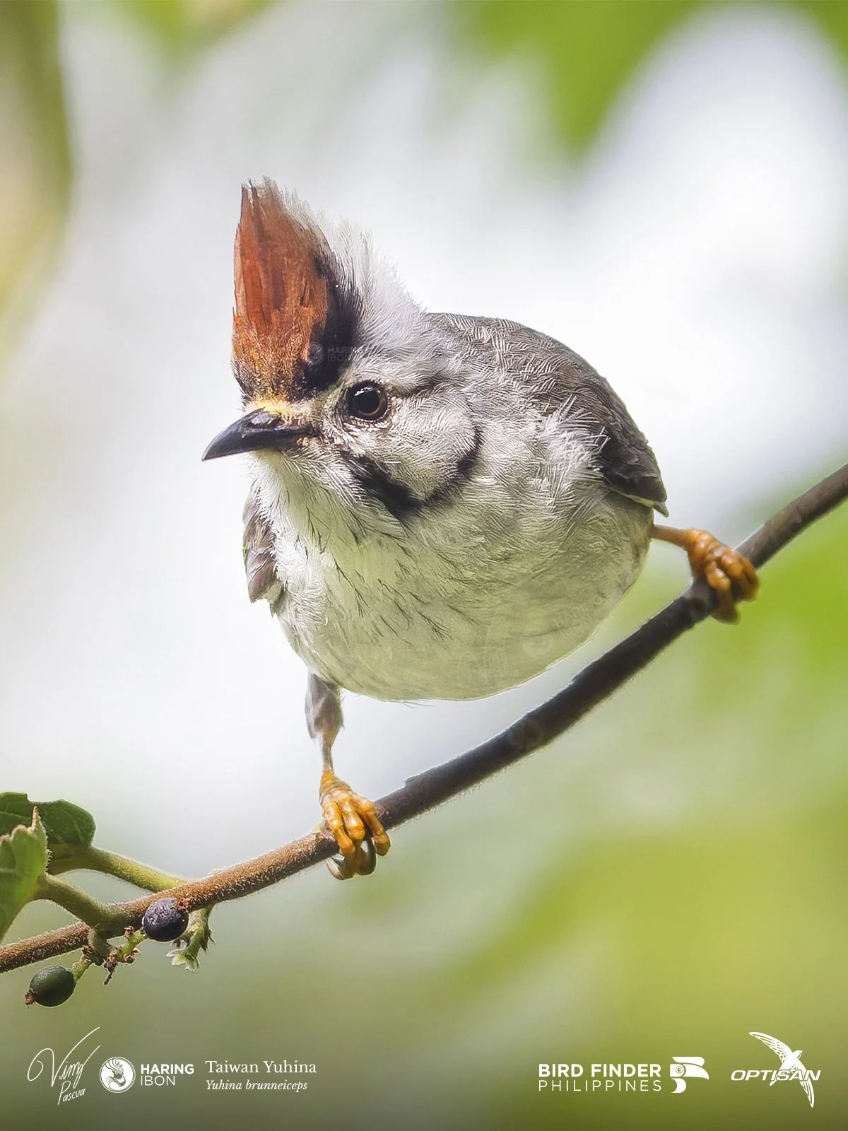 Taiwan Yuhina 250919 3x4 LABELLED.jpg