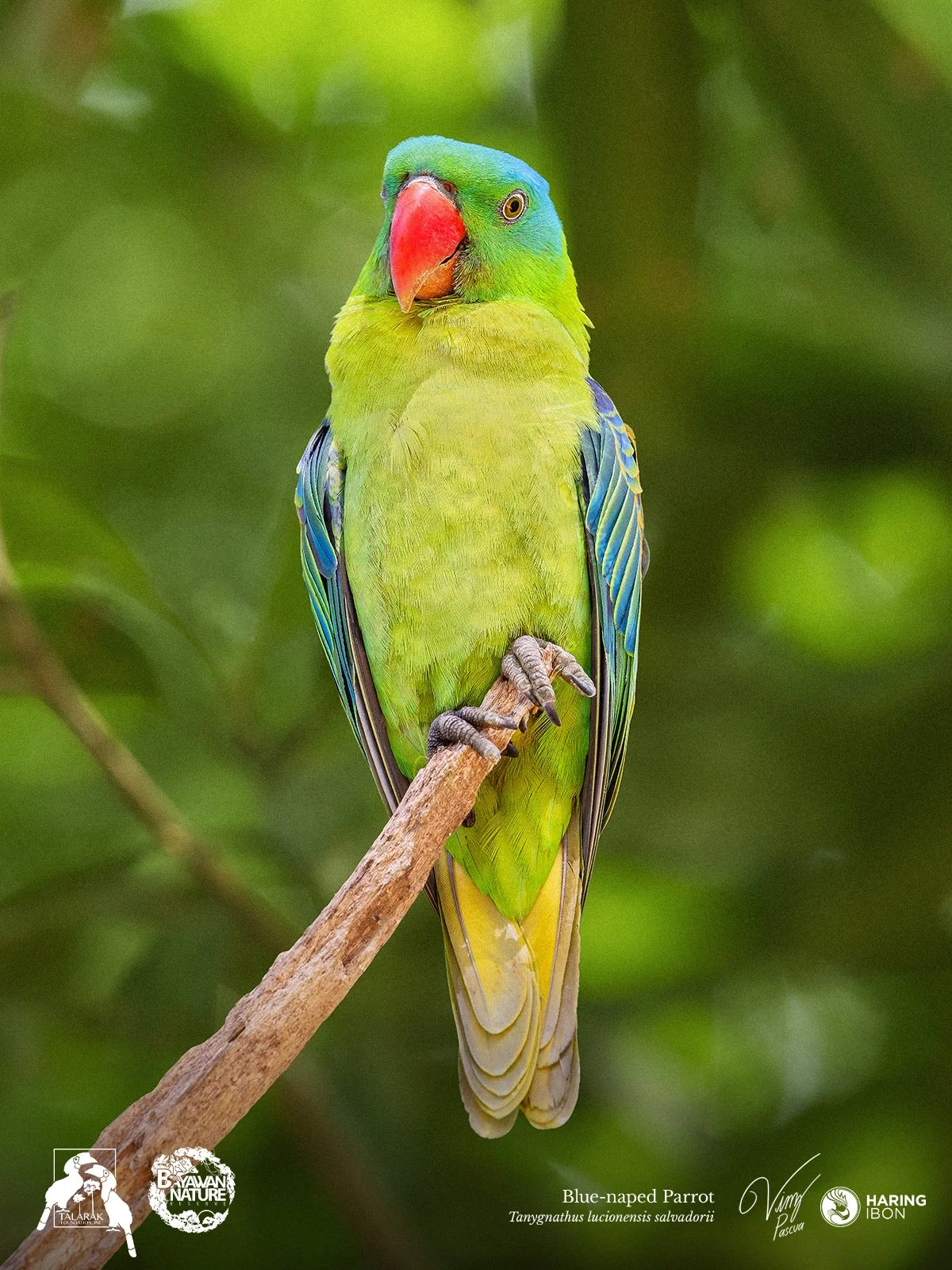 Blue-naped Parrot (Negros) 260421 1200px.jpg