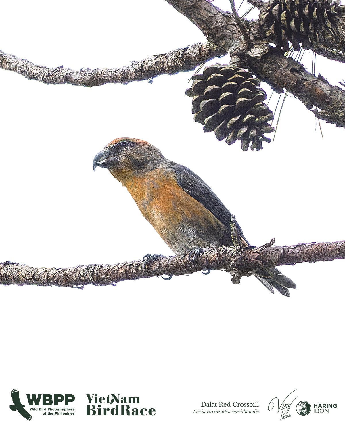 Dalat Red Crossbill