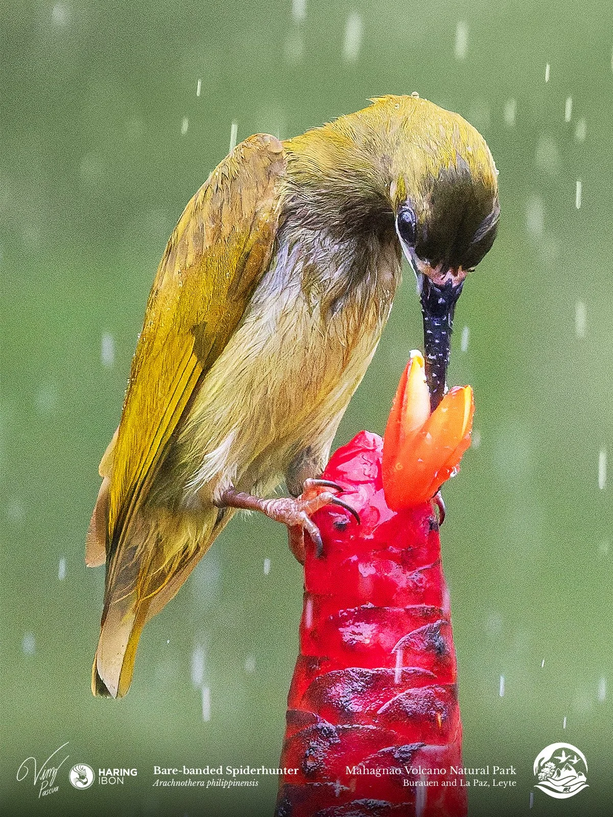 Naked-faced Spiderhunter 230202 2 RESEARCH 3x4 1200px.jpg