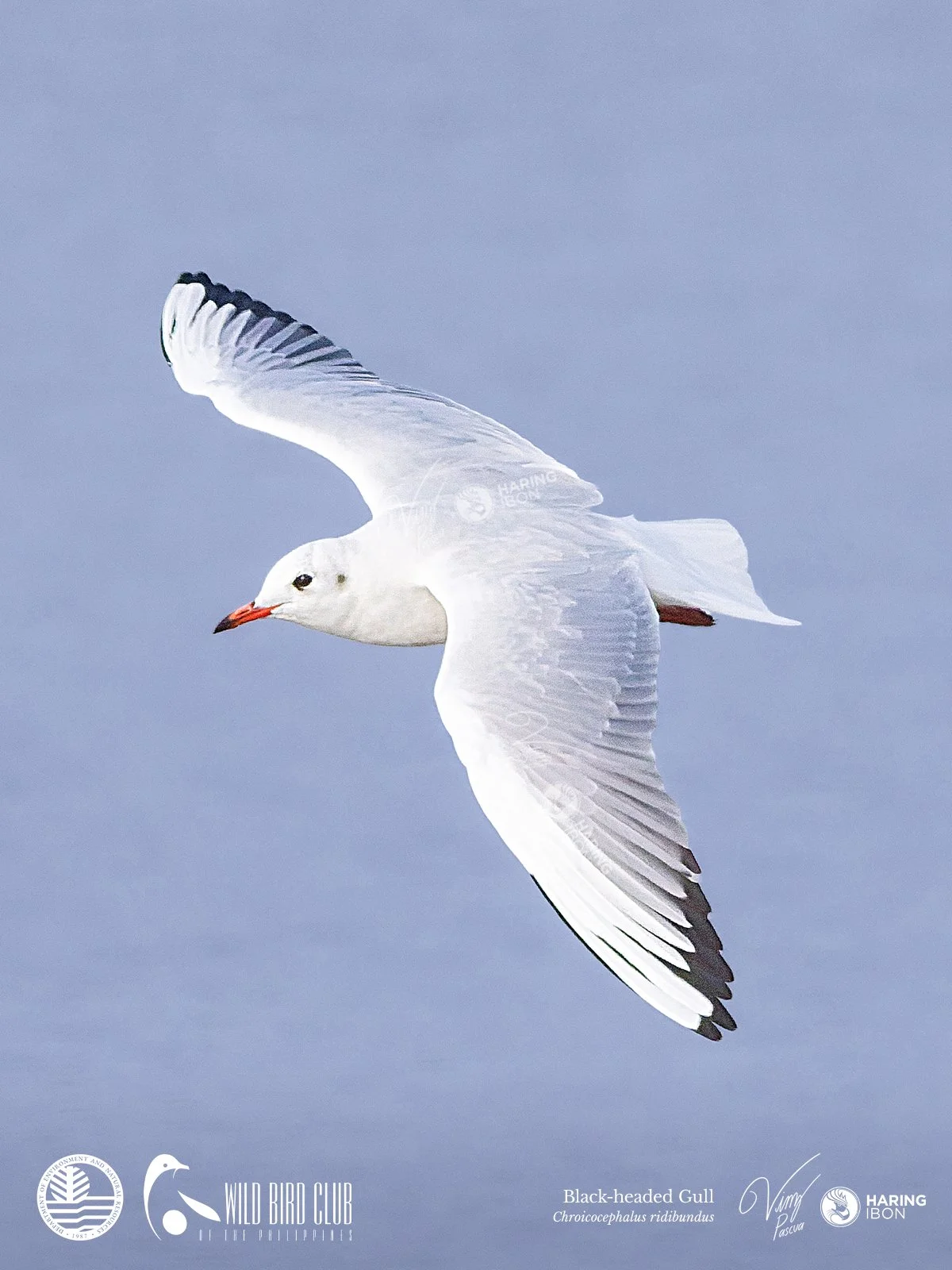 Black-headed Gull 260120 1200px.jpg