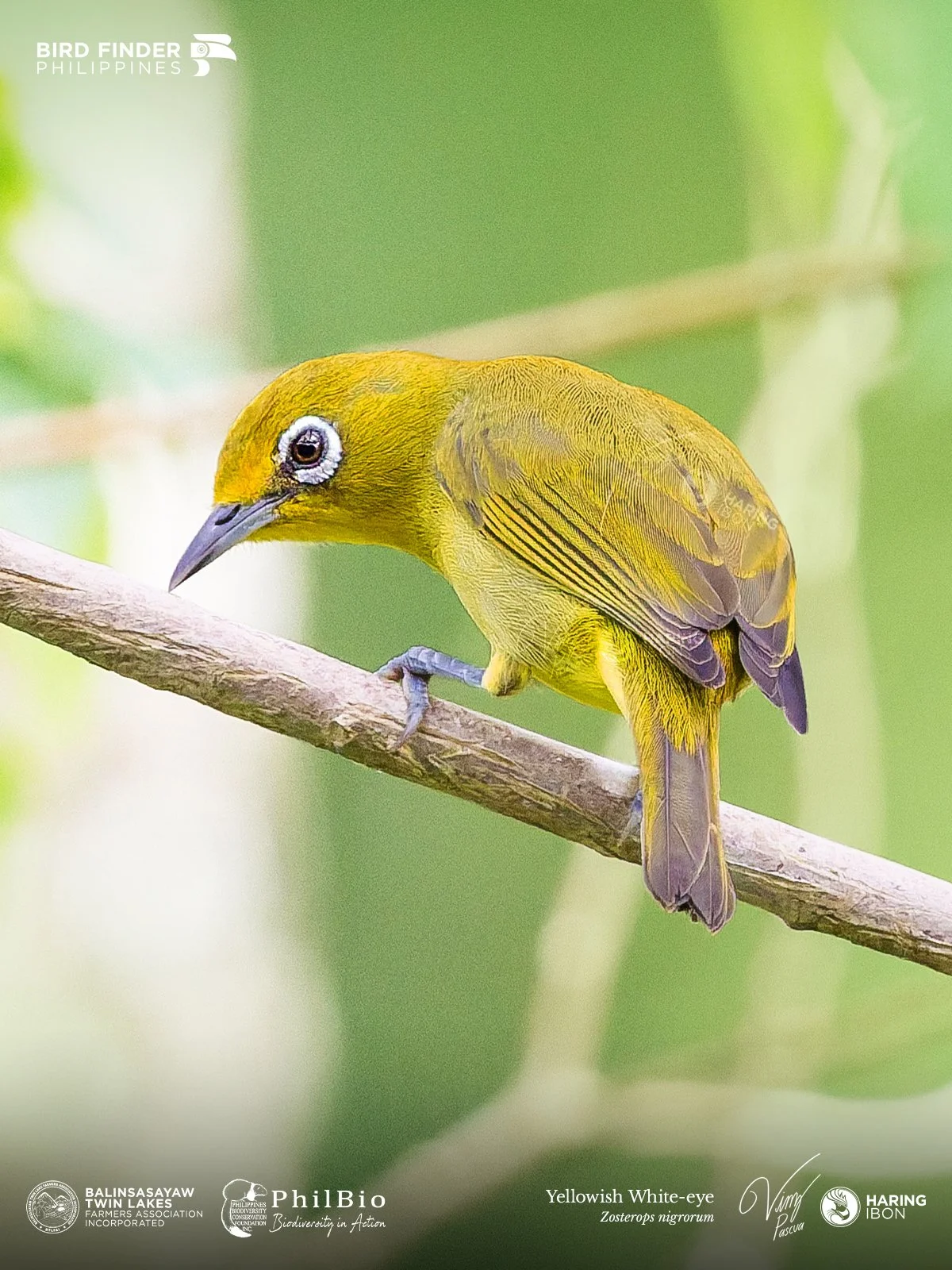 Yellowish White-eye 251129 1200px.jpg