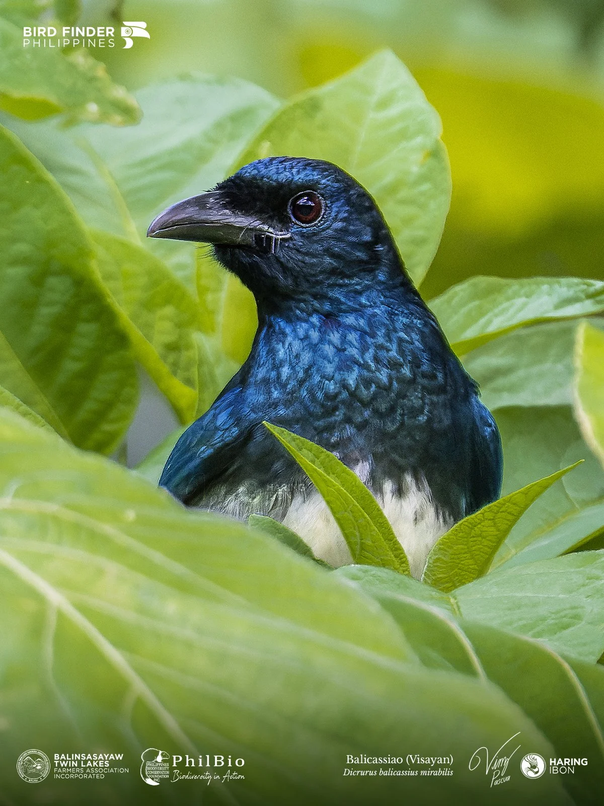 Balicassiao (Visayan Drongo) 230206 2 1200px.jpg