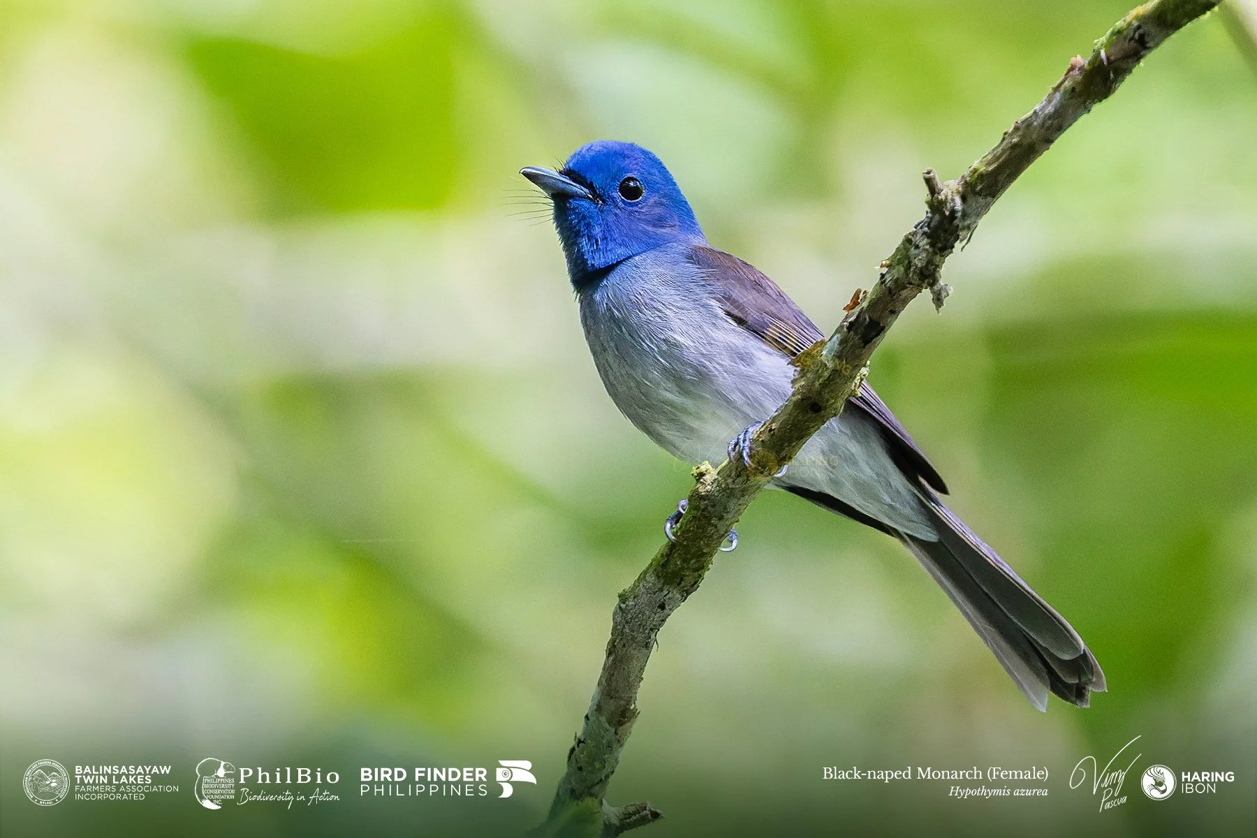 Black-naped Monarch 251127 3x2 1800px.jpg