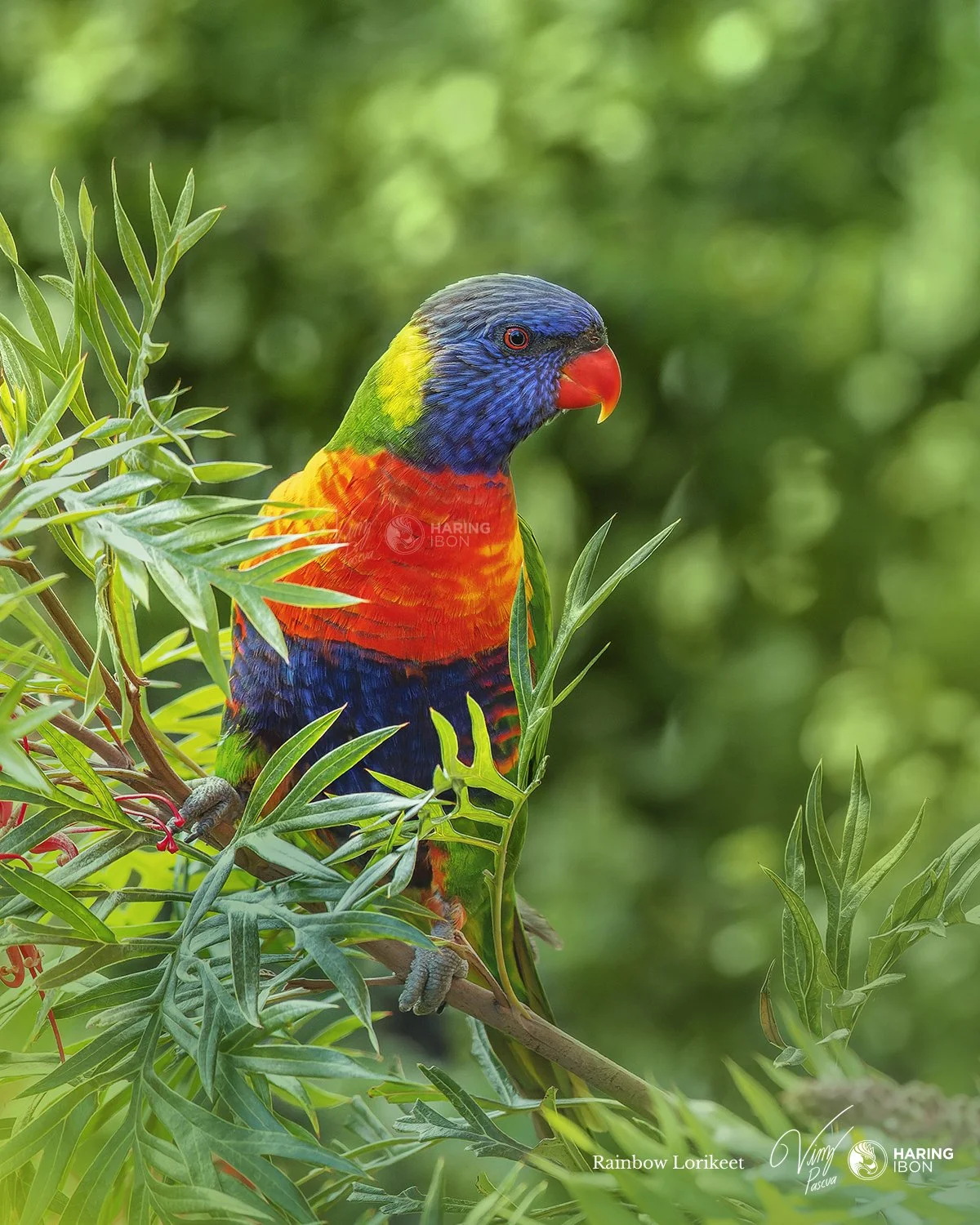 Rainbow Lorikeet 220910 copy.jpg