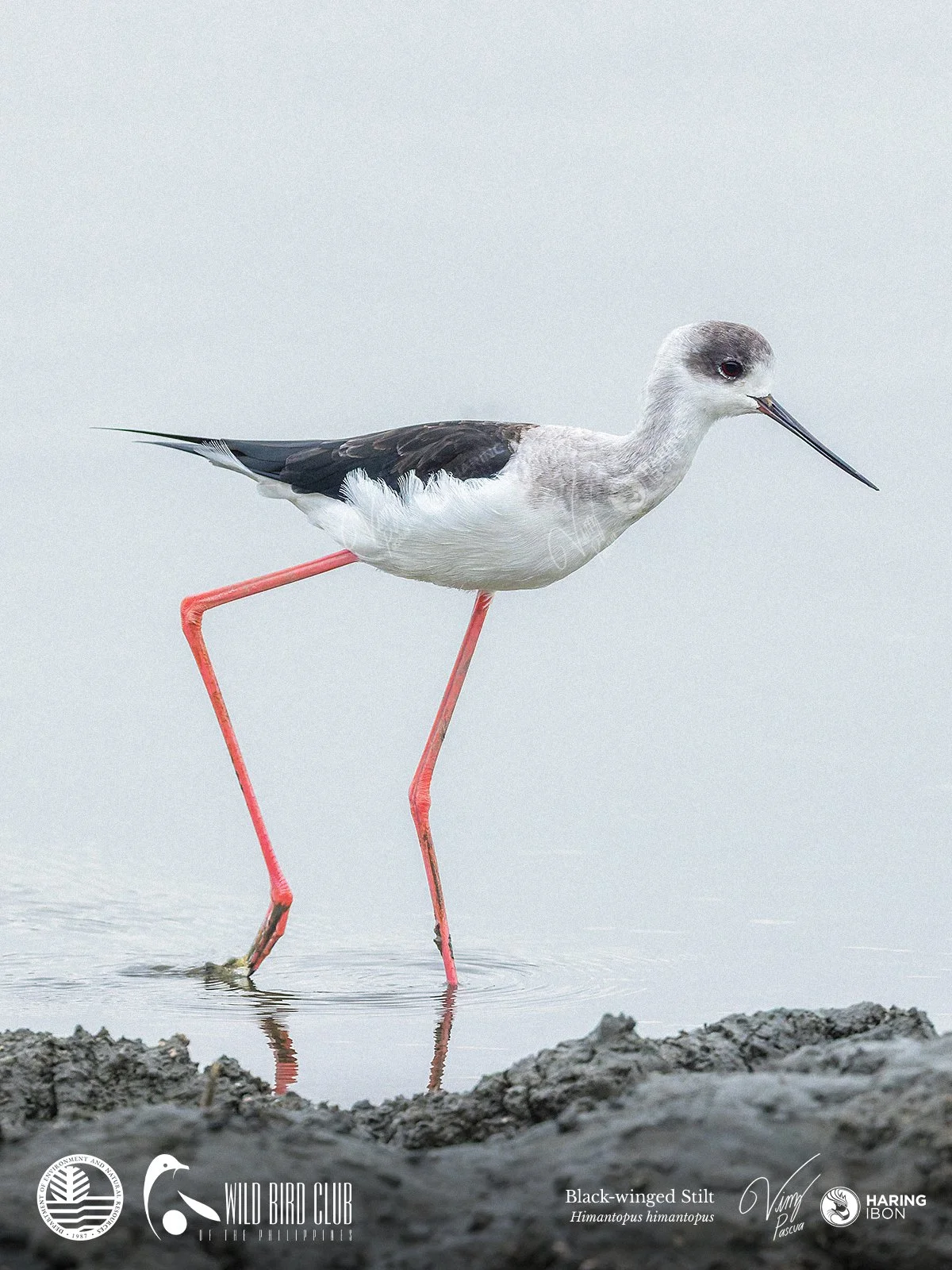 Black-winged Stilt 260119 1200px.jpg