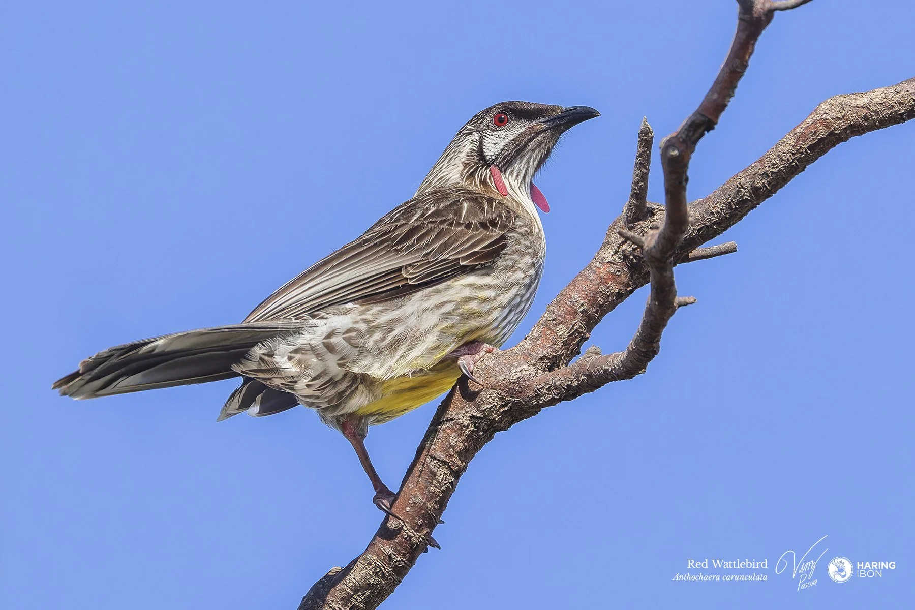 Red Wattlebird 251004 3x2 eBIRD.jpg