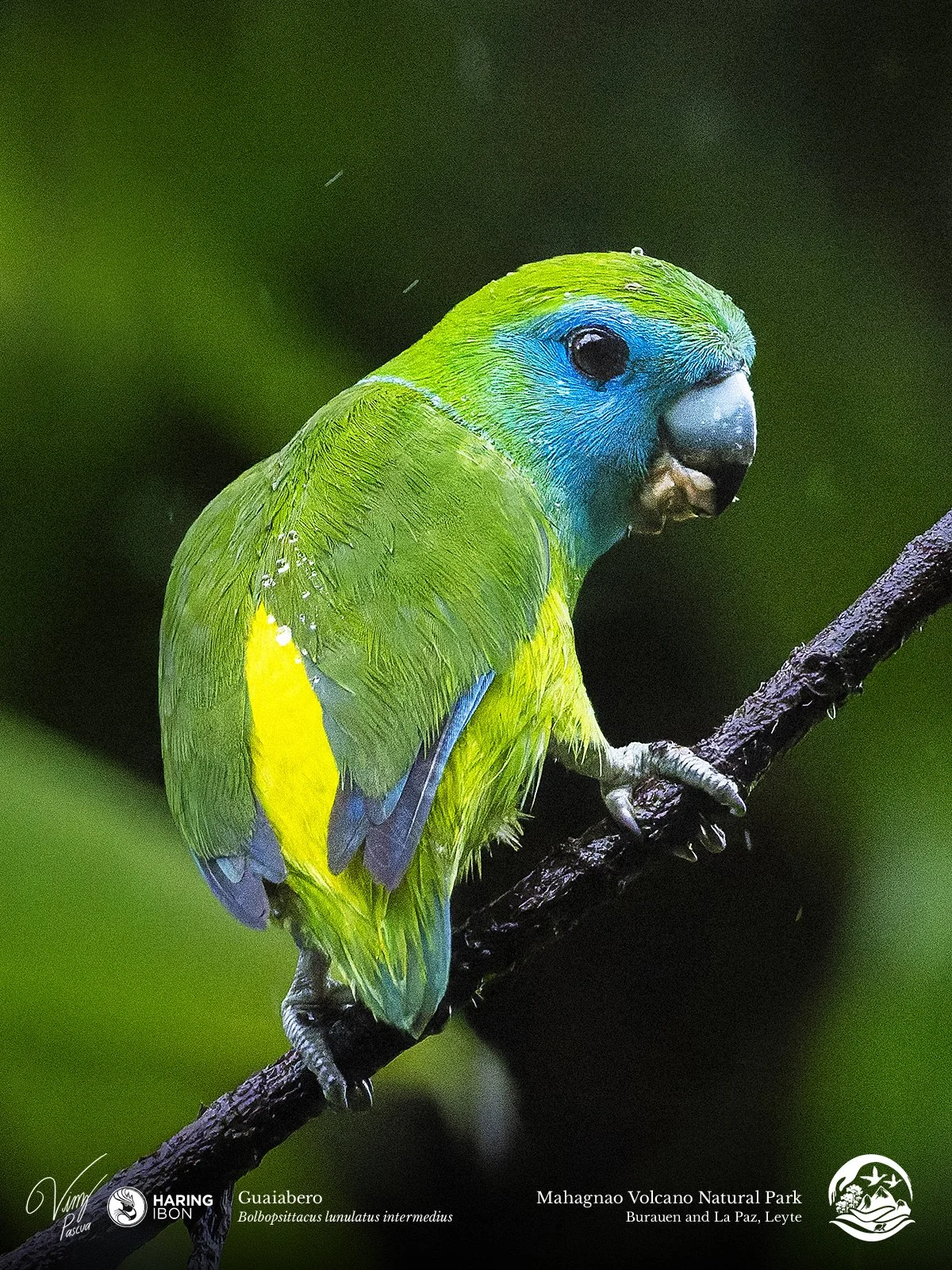 Guaiabero 260202 3x4.jpg